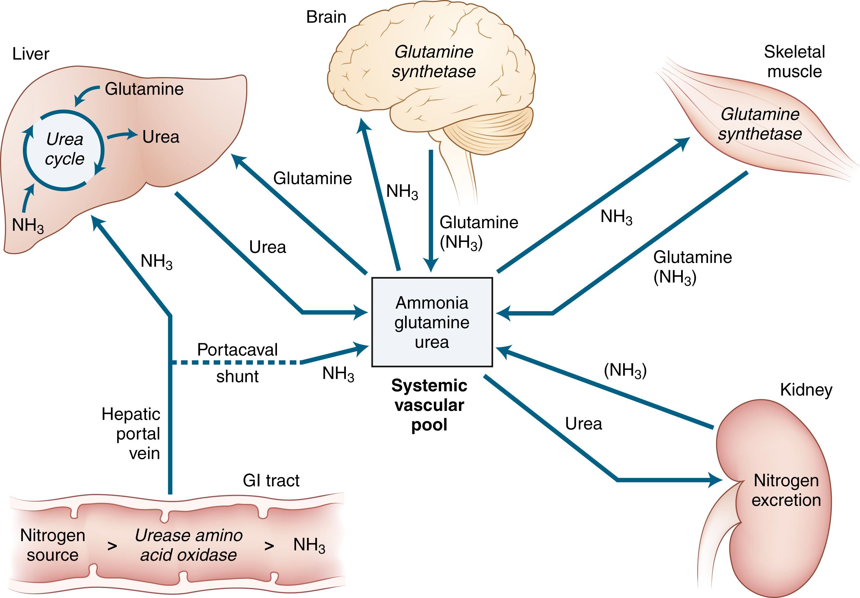 Fig. 84.3, Human Ammonia Metabolism.