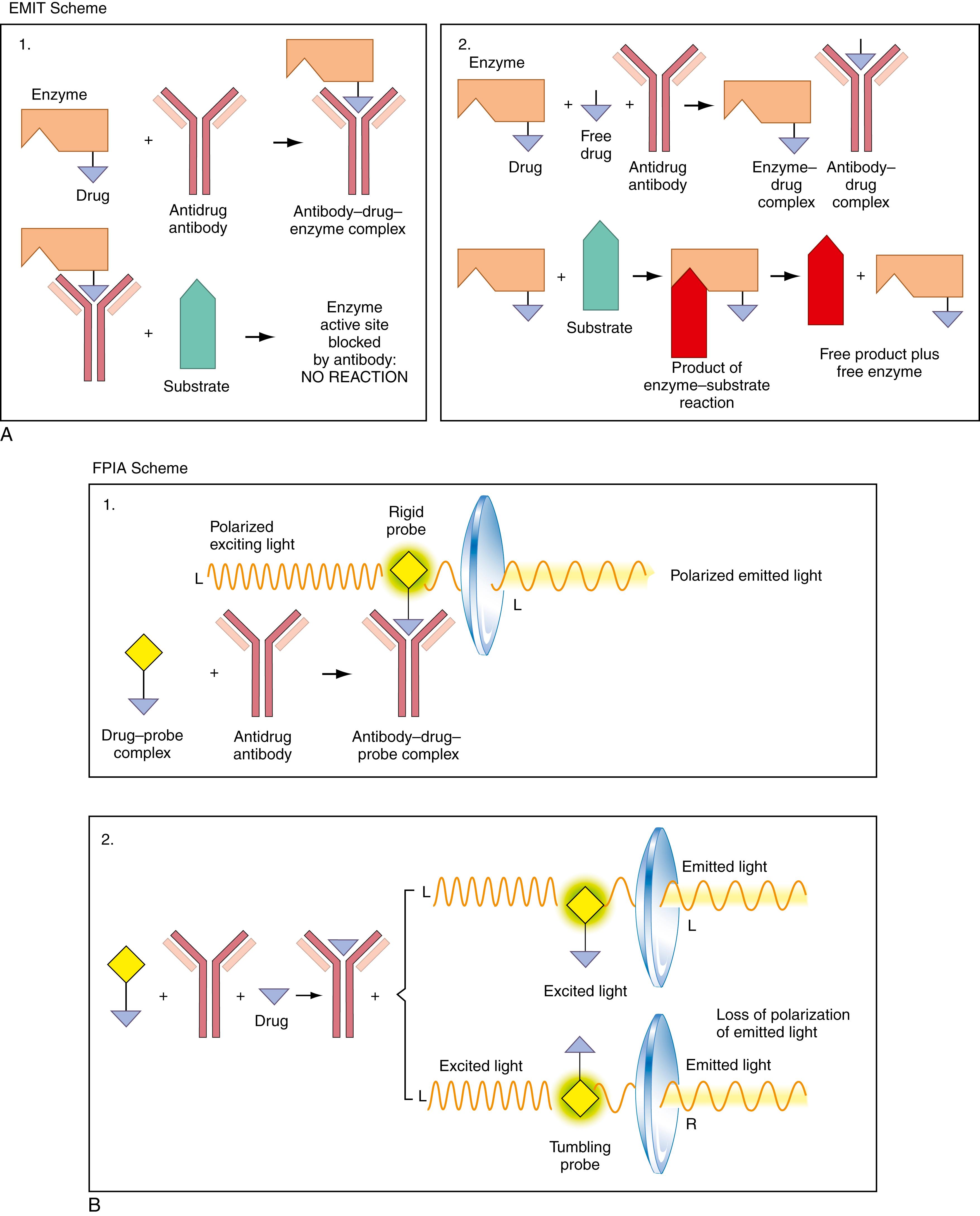 Figure 24.1, Homogeneous methods for detecting qualitatively or quantitatively the levels of drugs in body fluids. A, In the enzyme-mediated immunologic technique (EMIT), a drug-enzyme complex is used as the marker. When bound to the antidrug antibody, the active site of the enzyme (linked to the drug) is blocked. Therefore, when substrate is added, no reaction will occur, as is shown in Part 1. However, if free drug (as in serum) is present, some or most of the enzyme-drug complex is displaced from the antidrug antibody. Now the active sites of the liberated enzyme-drug complexes are free, and the substrate undergoes reactions as indicated in Part 2. B, In the fluorescence polarization immunoassay assay (FPIA), the same general approach is used as in A, except that, in this method, the drug is attached to a fluorescent label or fluorophore. As shown in the upper scheme, Part 1, when the drug-label complex is bound to the antidrug antibody, it becomes immobilized (“rigid probe”). When excited with polarized light (shown as polarized to the left, or “L”), the fluorophore emits light, which is likewise polarized to the left (also seen as “L” in the figure). As shown in the lower scheme, Part 2, when displaced by free drug, as in serum or urine, the drug-probe complex is displaced from the antidrug antibody. It is no longer immobilized and therefore tumbles freely in solution. This results in loss of polarization of the emitted light (“L” and “R,” for left and right polarization), that is, in diminished fluorescence polarization.