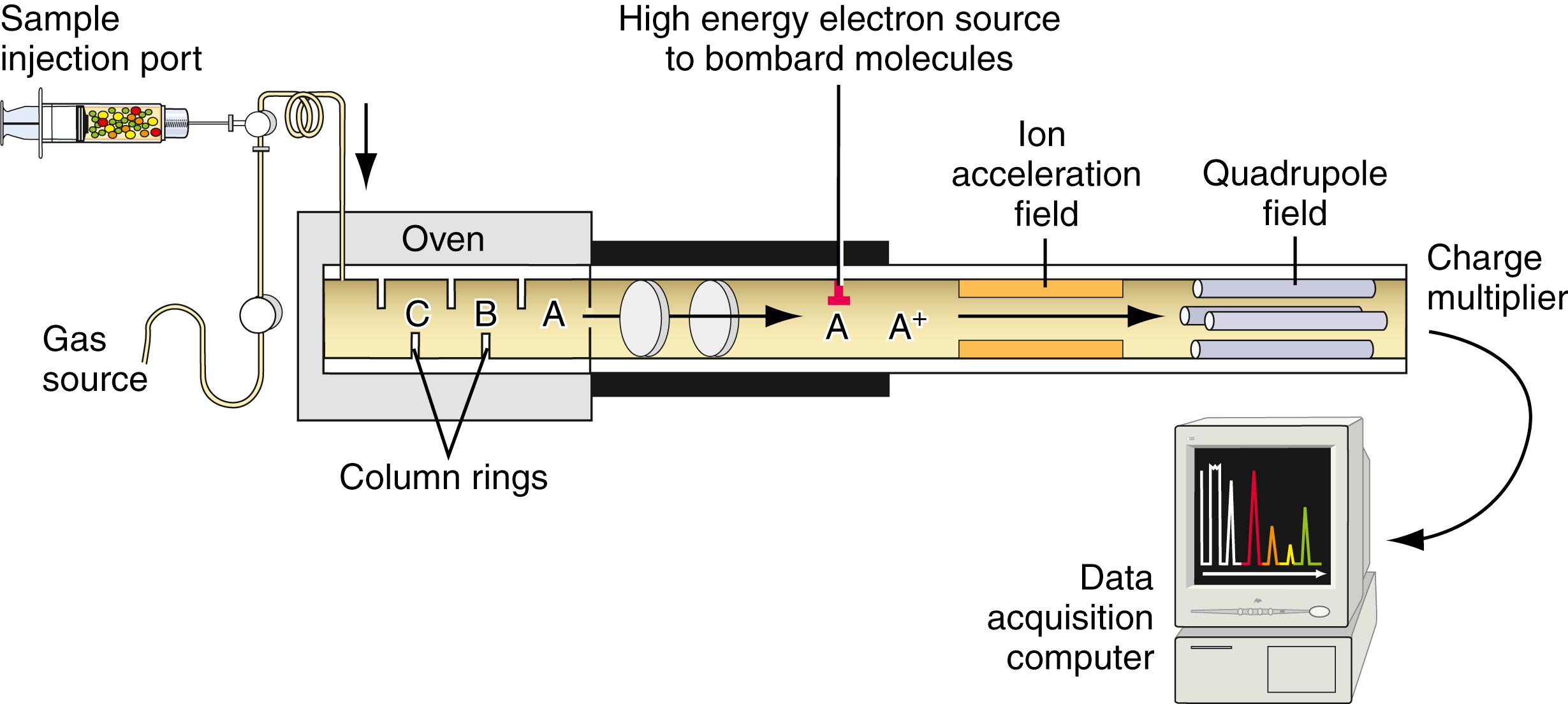 Figure 24.5, A schematic view of the components of gas chromatography–mass spectroscopy instrumentation. On the left of the figure is the gas chromatographic system, in which a volatilized compound is moved by an inert gas over a column consisting of rings coated with a liquid. Compounds C, B, and A separate on this column and are maintained in the gas phase by the oven that surrounds the column. The separated compounds then enter the mass spectrometer on the right side of the figure, where they are subjected to bombardment by electrons, resulting in molecule ion species. These ionic species then are accelerated in a field and are passed through an electric quadrupole field. Only those ions with a narrow range of mass/charge ratios (m/e ratios) will pass through the tuned field so that they strike the detector. The electric currents that result are digitalized and stored in a computer that analyzes the data ( Davis et al., 1989 ).