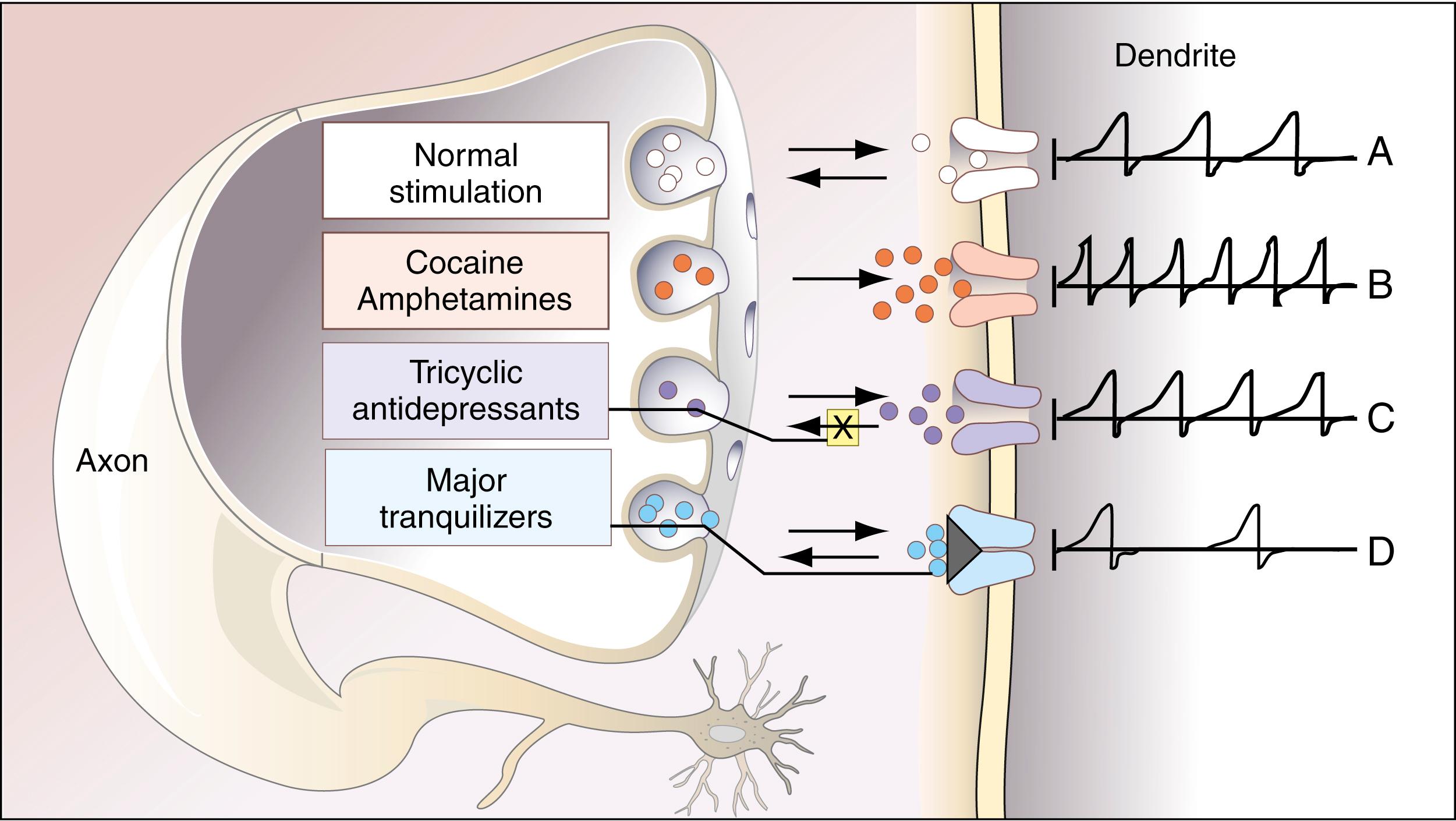 Figure 24.8, Illustration of the possible mechanisms of action of drugs of abuse and some therapeutic drugs on sympathomimetic amine (dopamine and norepinephrine) pathways. A, Normal neural transmission. A nerve impulse is conducted down the axon to the terminal boutons at the nerve ending. Vesicles, represented by the round gray structure, release their contents of neurotransmitter—here, dopamine—represented by small white circles. Dopamine molecules traverse the synaptic cleft and bind to dendritic receptors, initiating action potentials (at right under “dendrite”) in the dendrites. Notice the arrows showing that dopamine is both released and taken up by the vesicles. B, In the presence of cocaine and amphetamines, enhanced release of neurotransmitter (red circles) from vesicles occurs, increasing the rate of firing in the dendrites. C, Tricyclic antidepressants block (arrow with “X” in yellow box) reuptake of the neurotransmitter (purple circles) , in this case, norepinephrine and, less specifically, dopamine, causing more neurotransmitter to “recycle” to the dendritic receptors, resulting in increased firing. D, Some of the neuroleptics act by blocking (gray wedge) postsynaptic dendritic receptors for dopamine (blue circles) , causing decreased firing.