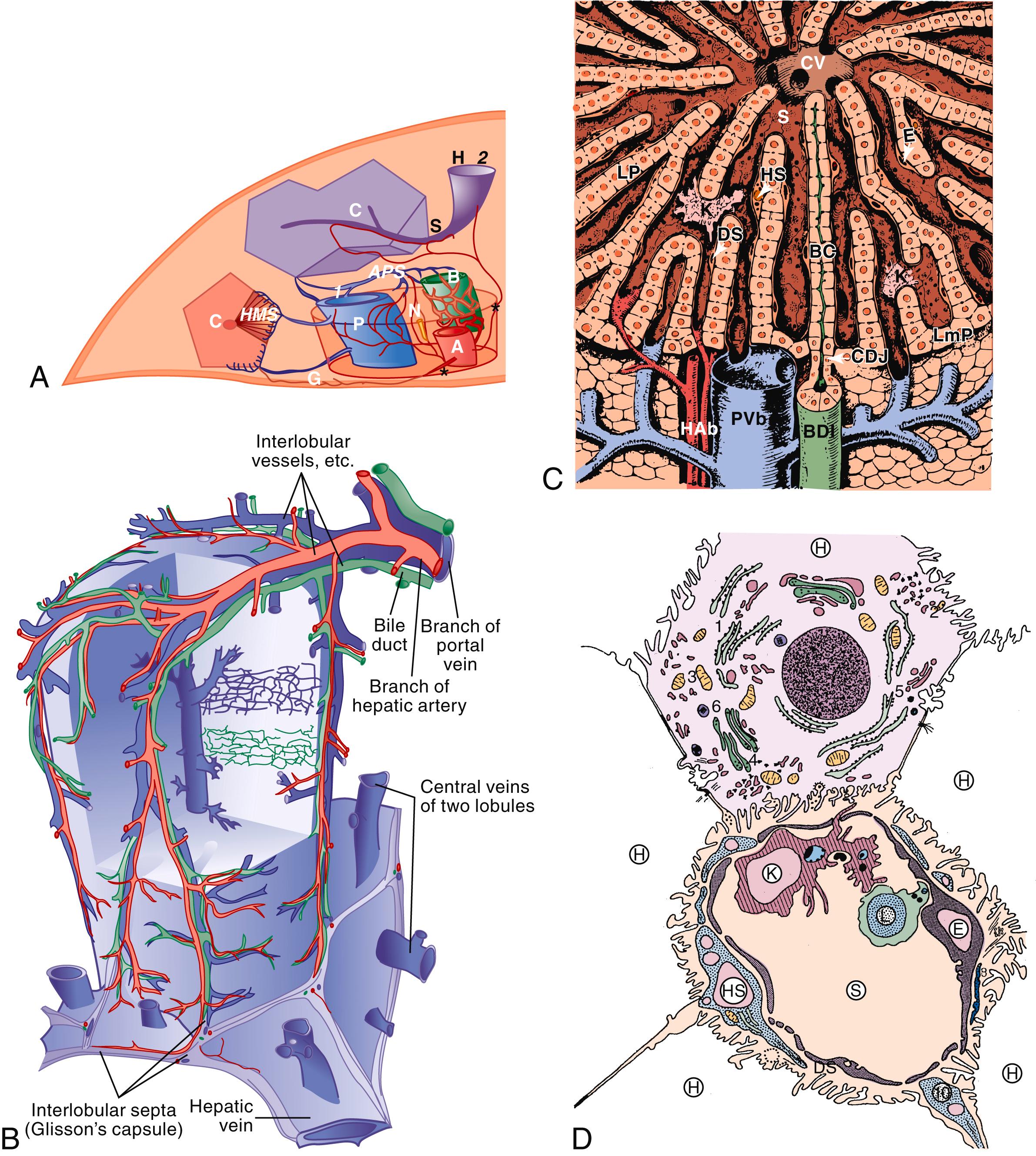 FIGURE 49.1, Schematic representations of liver architecture.