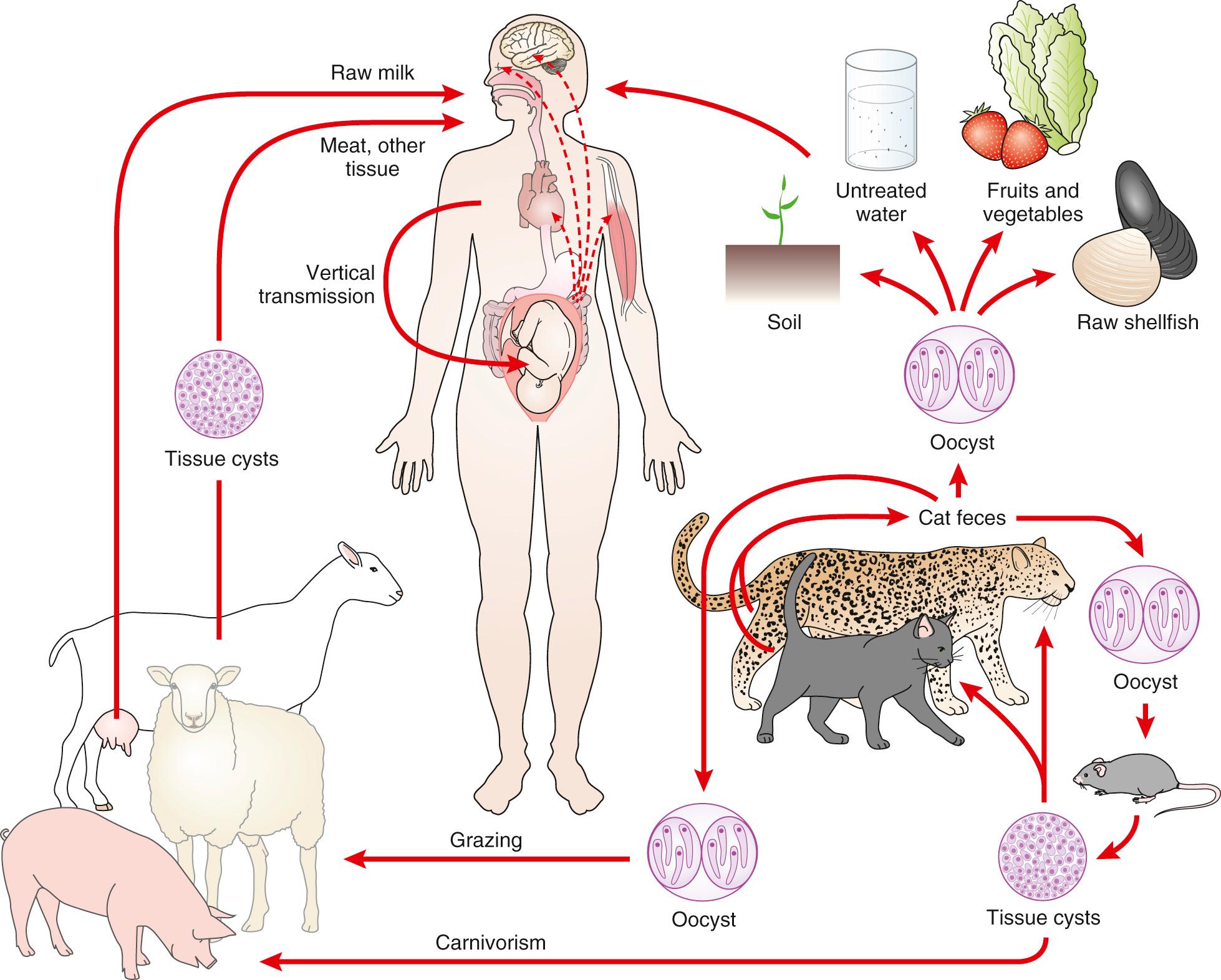 FIG. 278.2, Transmission and life cycle of Toxoplasma gondii .