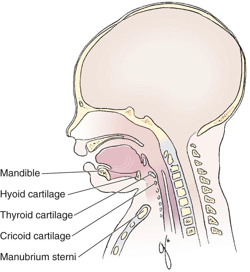 Figure 4.13, Sagittal section of the neck of an infant. Note that in small children, the neck is shorter and the larynx is located more cephalad.