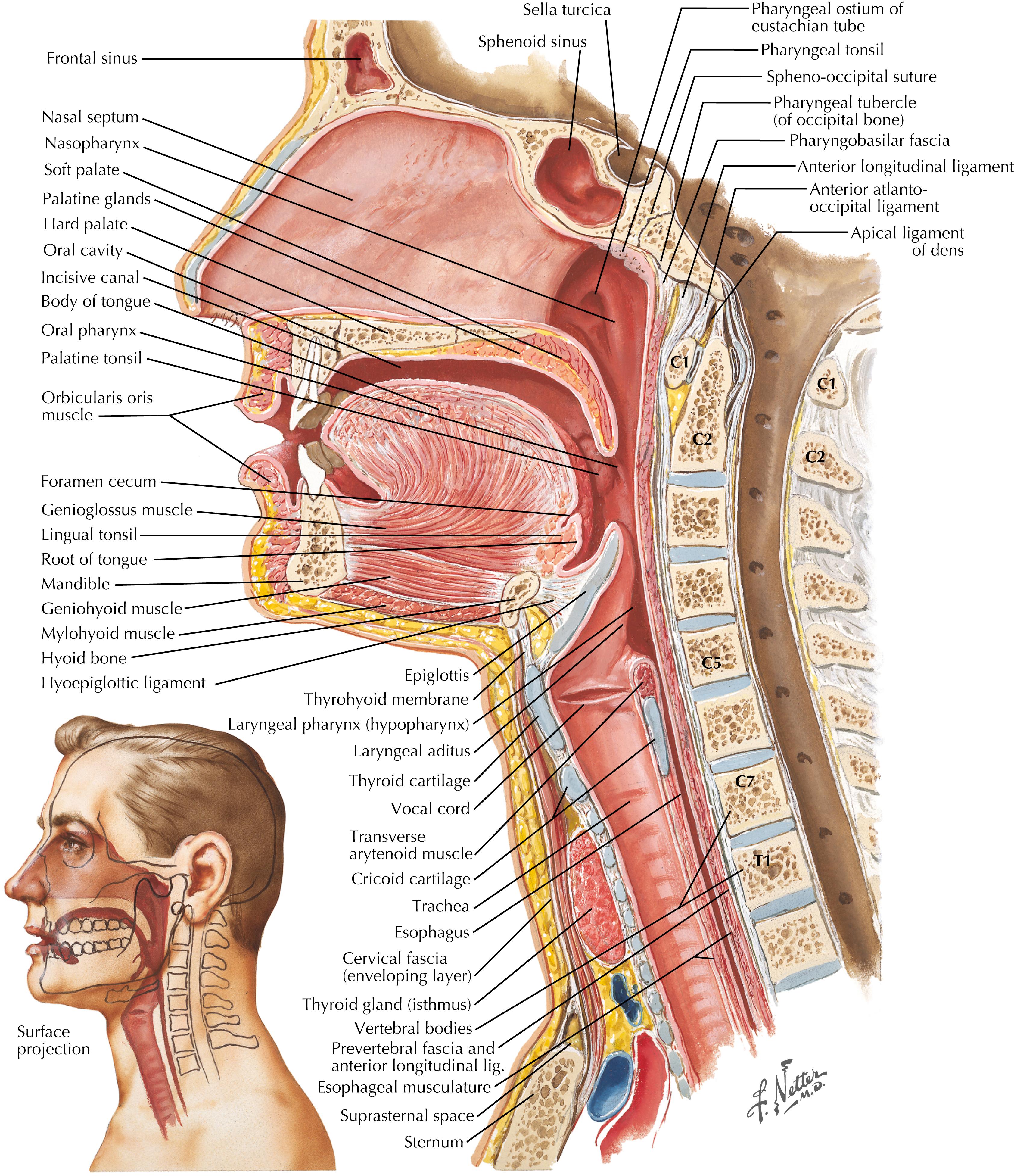 FIGURE 49.1, Sagittal section of pharynx.