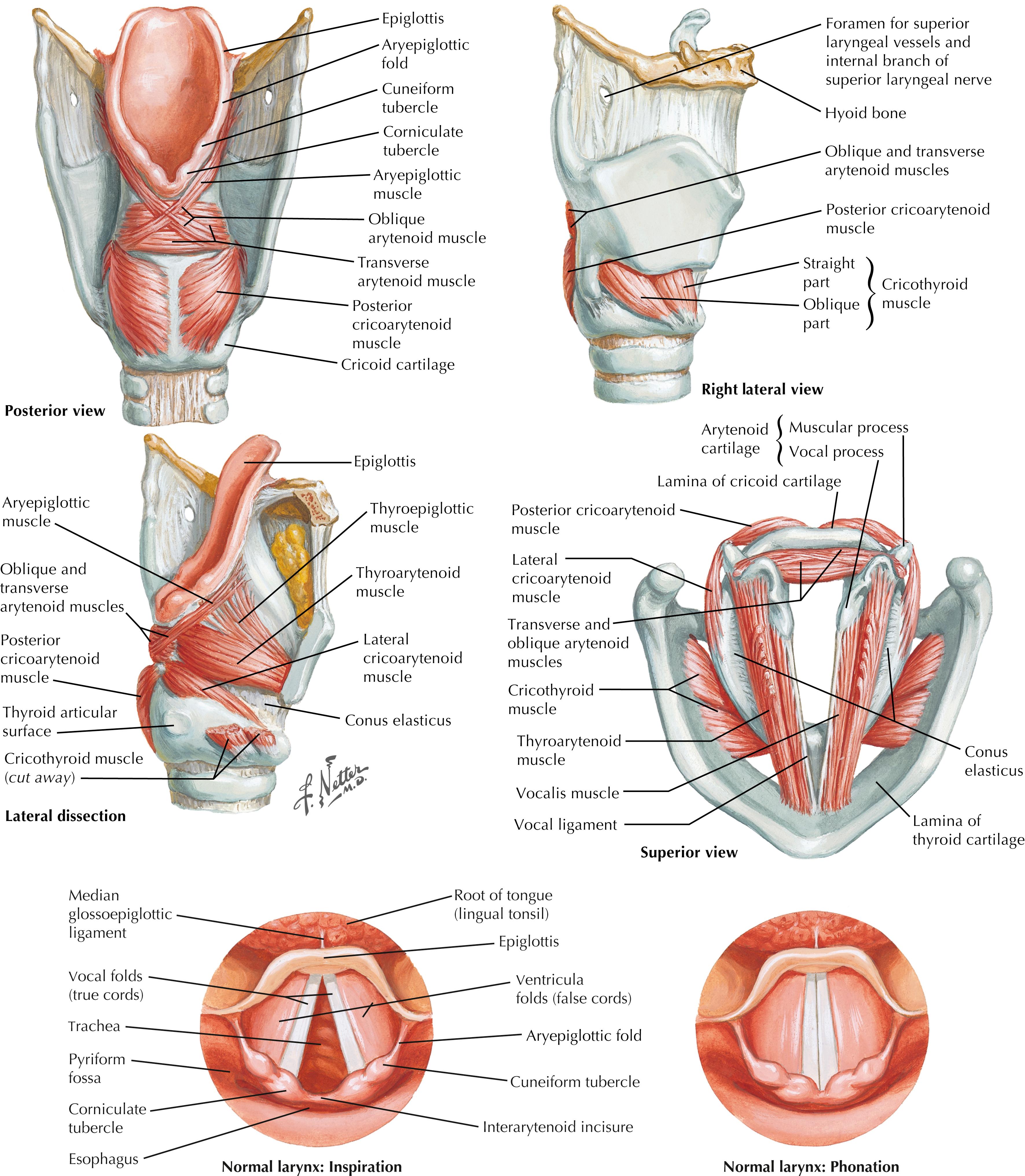 FIGURE 49.2, Views of larynx.