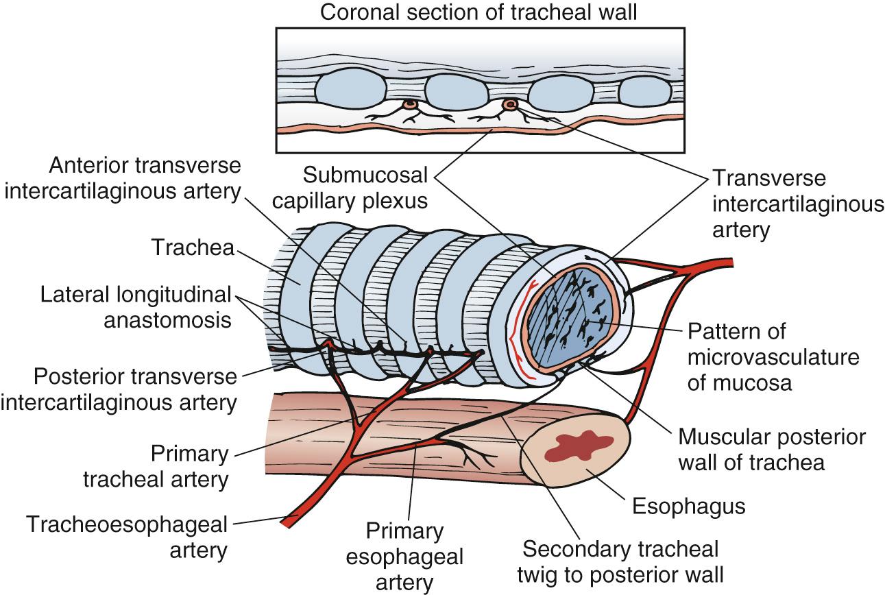 FIGURE 8-1, Microscopic blood supply of the trachea. Transverse intercartilaginous arteries derived from the lateral longitudinal anastomosis penetrate the soft tissues between the cartilaginous rings to supply a rich vascular network beneath the endotracheal mucosa.