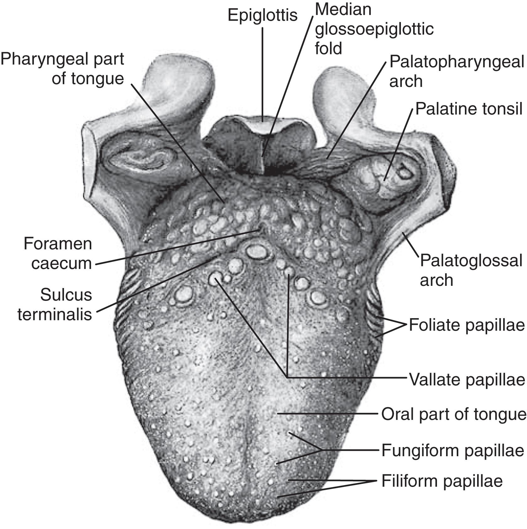 FIGURE 2, Contents of the oropharynx.