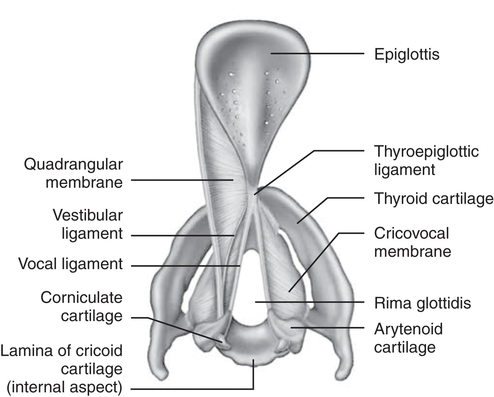 FIGURE 7, Superior view of laryngeal cartilages together with cricothyroid, quadrangular, and related ligaments and membranes.