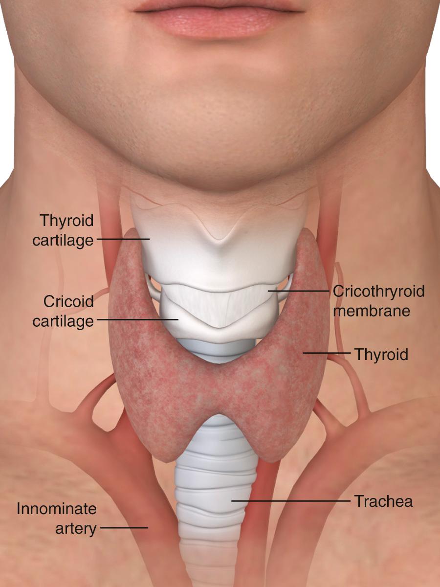 Figure 7.1, Normal tracheal anatomy.