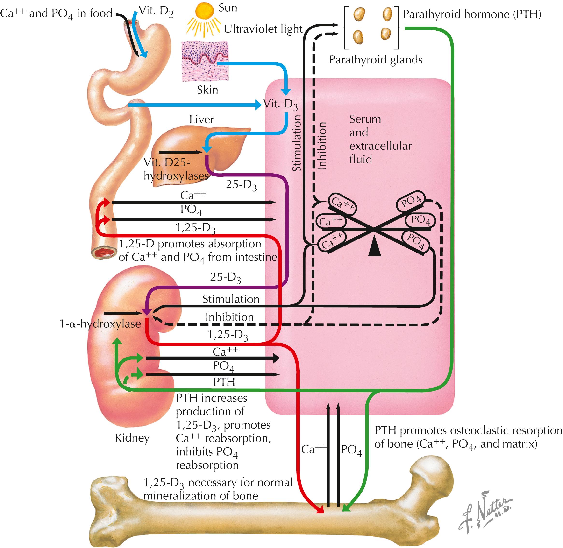 Figure 93.1, Normal calcium and phosphate metabolism.