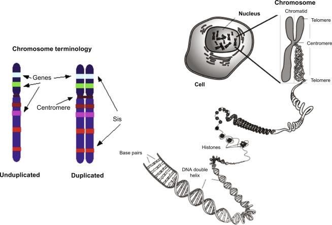 Fig. 1.1, Chromatin structure and organization. Each chromosome exists in a haploid (germ cells) or diploid/tetraploid state depending on their stage in the cell cycle. The short arm of the chromosome relative to the centromere is the 