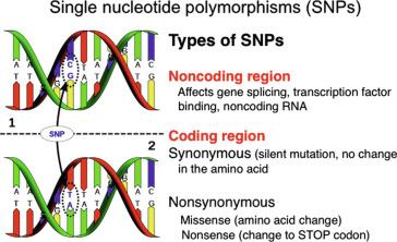 Fig. 1.4, Single nucleotide polymorphism (SNP). Schematic diagram of a SNP in which a protein encoding gene sequence differs between two individuals by one nucleotide.