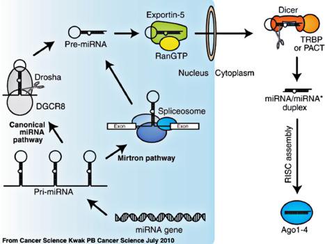 Fig. 1.5, Synthesis of microRNAs (miRNA). miRNAs are synthesized from the primary miRNA (pri-miRNA), which are then edited to the pre-miRNA. The RAN-GTP/Exportin 5 complex transports the Pre-RNA to the nucleus where the pre-miRNA is further processed to the miRNA/miRNA* duplex. *miRNA indicates the passenger strand that is discarded upon assembly of the R NA- i nduced s ilencing c omplex (RISC). The Argonaute (Ago) protein are the major protein component of the RISC. TRBP = TAR RNA-binding protein (aka PACT).