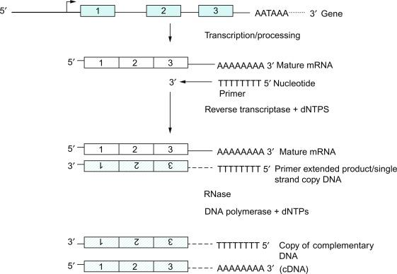 Fig. 1.6, Complementary DNA (cDNA). Primers complementary to a portion of the mRNA are allowed to anneal. For unknown sequences, as in the synthesis of cDNA libraries, a primer complementary to the poly (A) tail is used, i.e., poly (dT). Reverse transcriptase added along with all four deoxynucleotides (dNTPs) will transcribe mRNA in the 3′ to 5′ direction to make copy DNA. The mRNA template is removed by RNases, and double-stranded cDNA is made using DNA polymerase. In primer extension analysis, the 5′ end of mRNA (the cap site) is identified by annealing primers of a known sequence near the 5′ end of mRNA.
