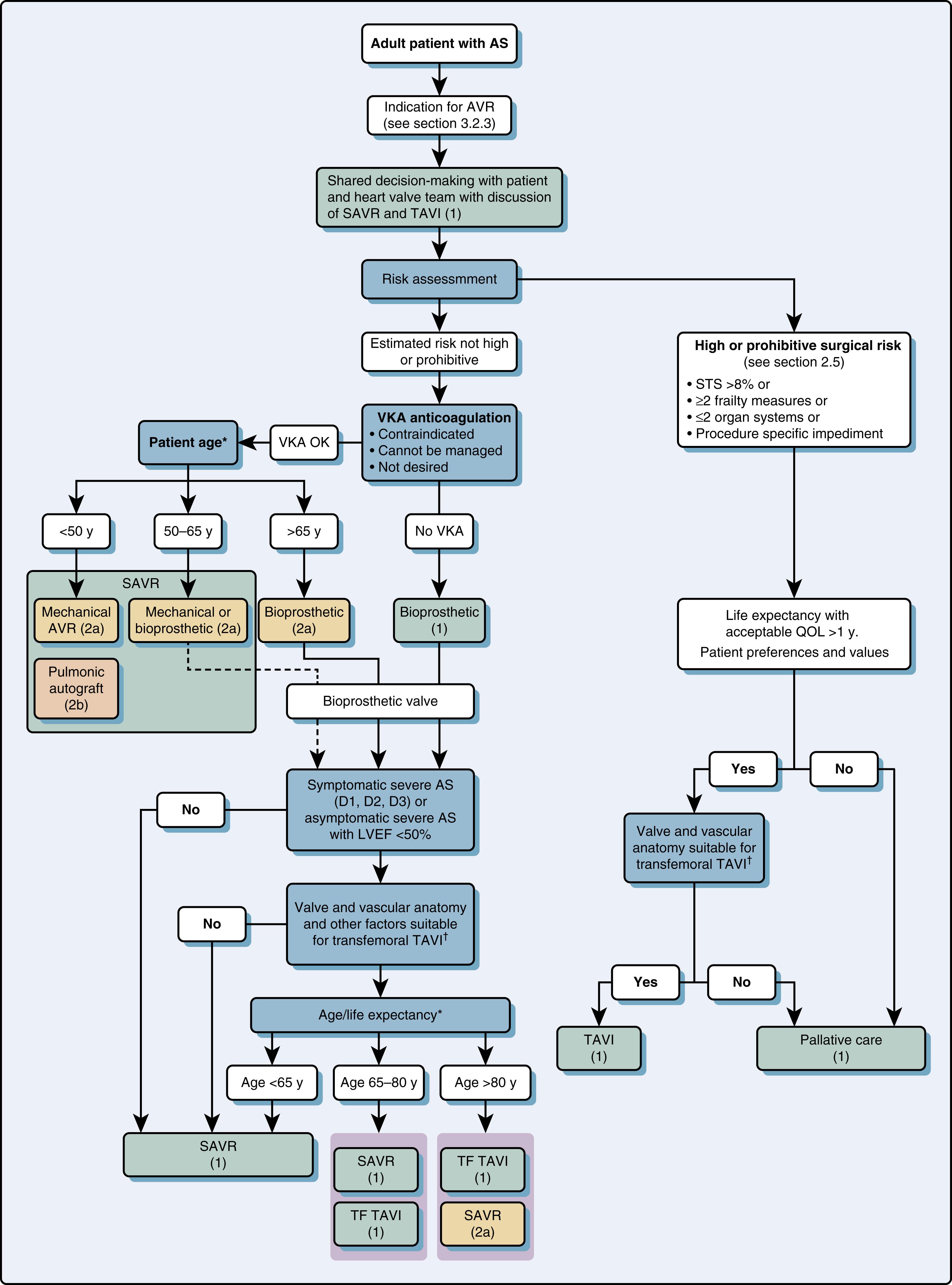 Figure 11.79, Choice of SAVR versus TAVI when AVR is indicated for valvular AS. The balance between expected patient longevity and valve durability varies continuously across the age range, with more durable valves preferred for patients with a longer life expectancy. Bioprosthetic valve durability is finite (with shorter durability for younger patients), whereas mechanical valves are very durable but require lifelong anticoagulation. Long-term (20 years) data on outcomes with surgical bioprosthetic valves are available; robust data on transcatheter bioprosthetic valves extend to only 5 years, leading to uncertainty about longer-term outcomes. The decision about valve type should be individualized on the basis of patient-specific factors that might affect expected longevity. ∗Approximate ages, based on US Actuarial Life Expectancy tables, are provided for guidance. †Placement of a transcatheter valve requires vascular anatomy that allows transfemoral delivery and the absence of aortic root dilation that would require surgical replacement. Valvular anatomy must be suitable for placement of the specific prosthetic valve, including annulus size and shape, leaflet number and calcification, and coronary ostial height. AS , Aortic stenosis; AVR , aortic valve replacement; LVEF , left ventricular ejection fraction; QOL , quality of life; SAVR , surgical aortic valve replacement; STS , Society of Thoracic Surgeons; TAVI , transcatheter aortic valve implantation; TF , transfemoral; VKA , vitamin K antagonist.