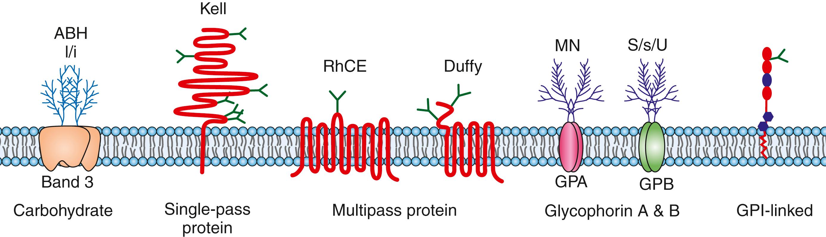 Fig. 19.7, Examples of blood group antigens in red cell membrane. GP, glycophorin; GPI, glycosylphosphatidylinositol.