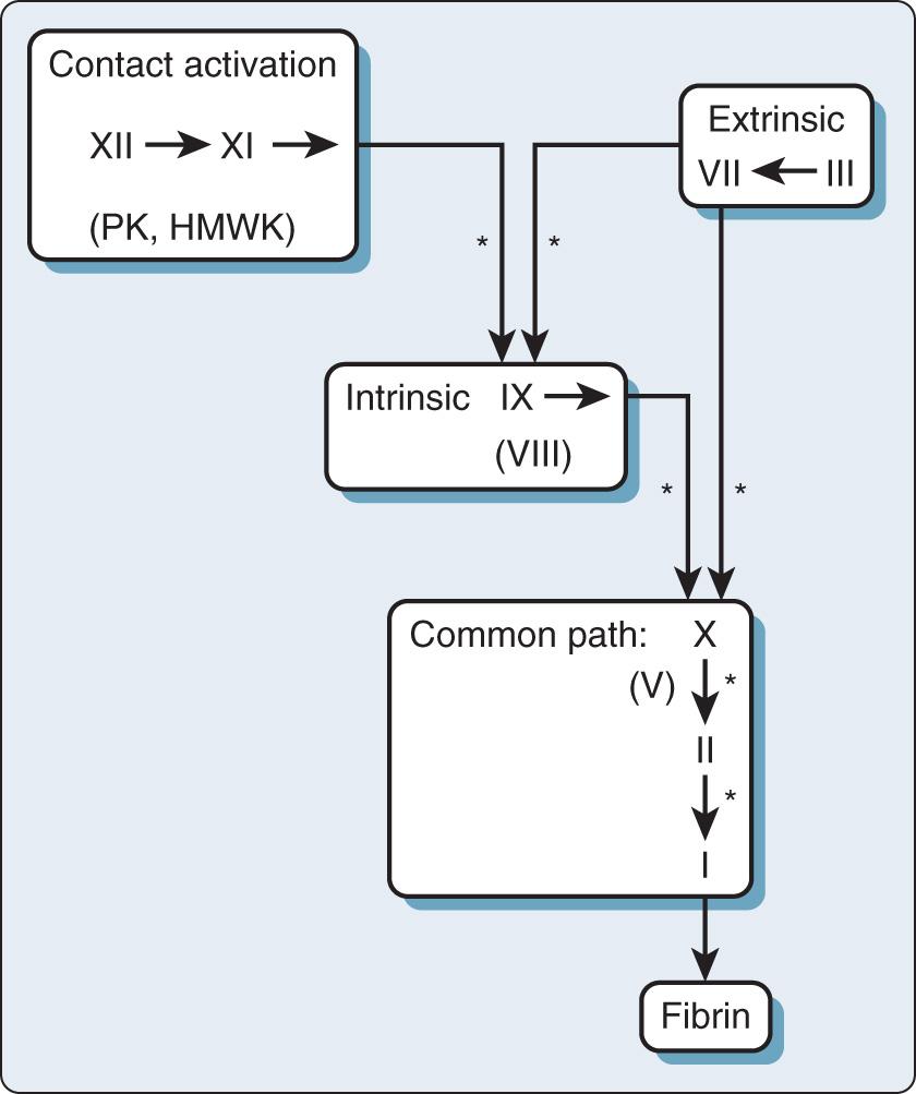 Fig. 27.2, Depiction of coagulation protein activation sequence. Asterisks denote participation of calcium ion. HMWK , High-molecular-weight kininogen; PK , prekallikrein.