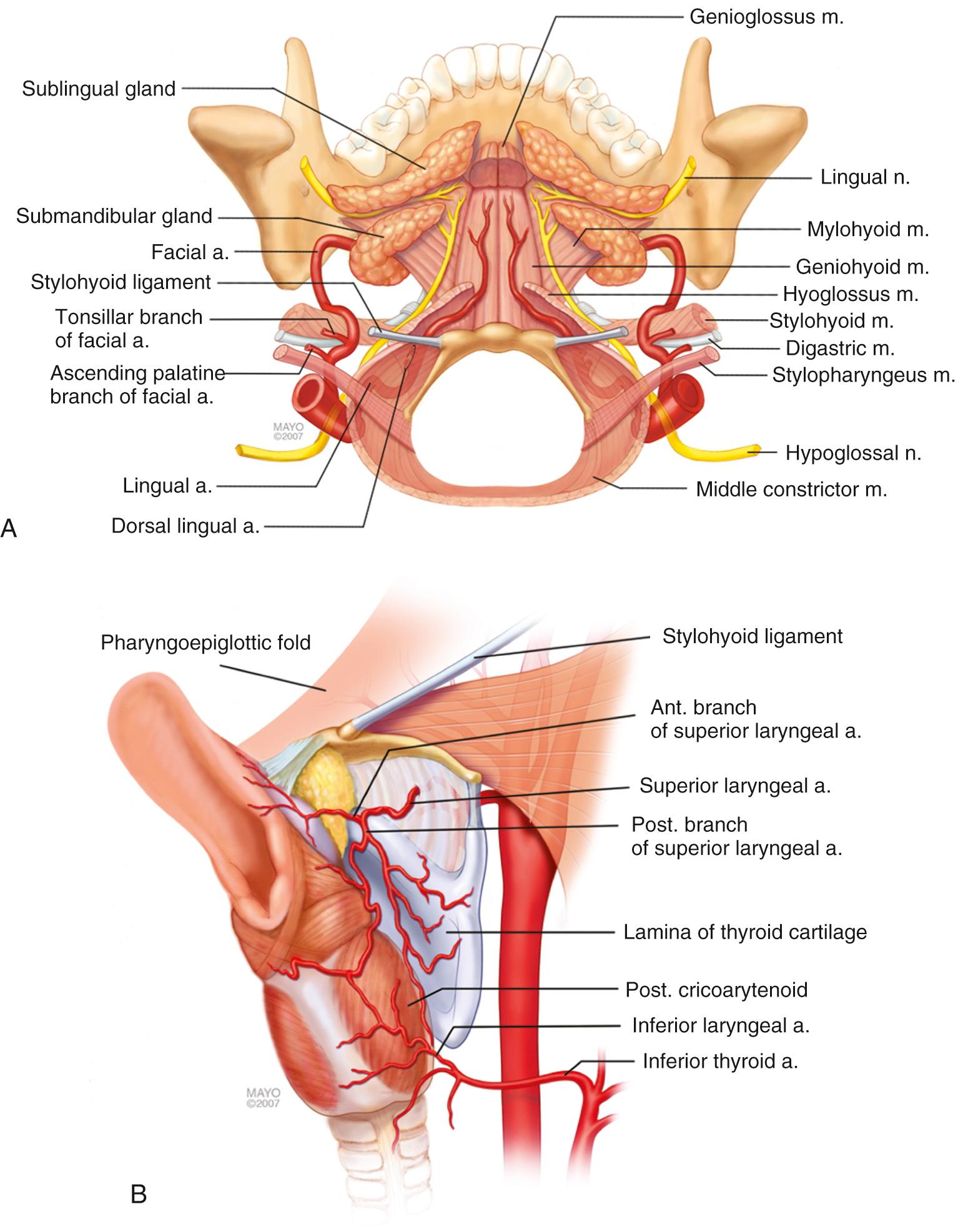 Fig. 97.2, (A) The anatomy of the facial and lingual arteries and their relationships with the hypoglossal nerve and oropharyngeal musculature. (B) The anatomy of the superior laryngeal artery and its relationship to the epiglottis and base of tongue.