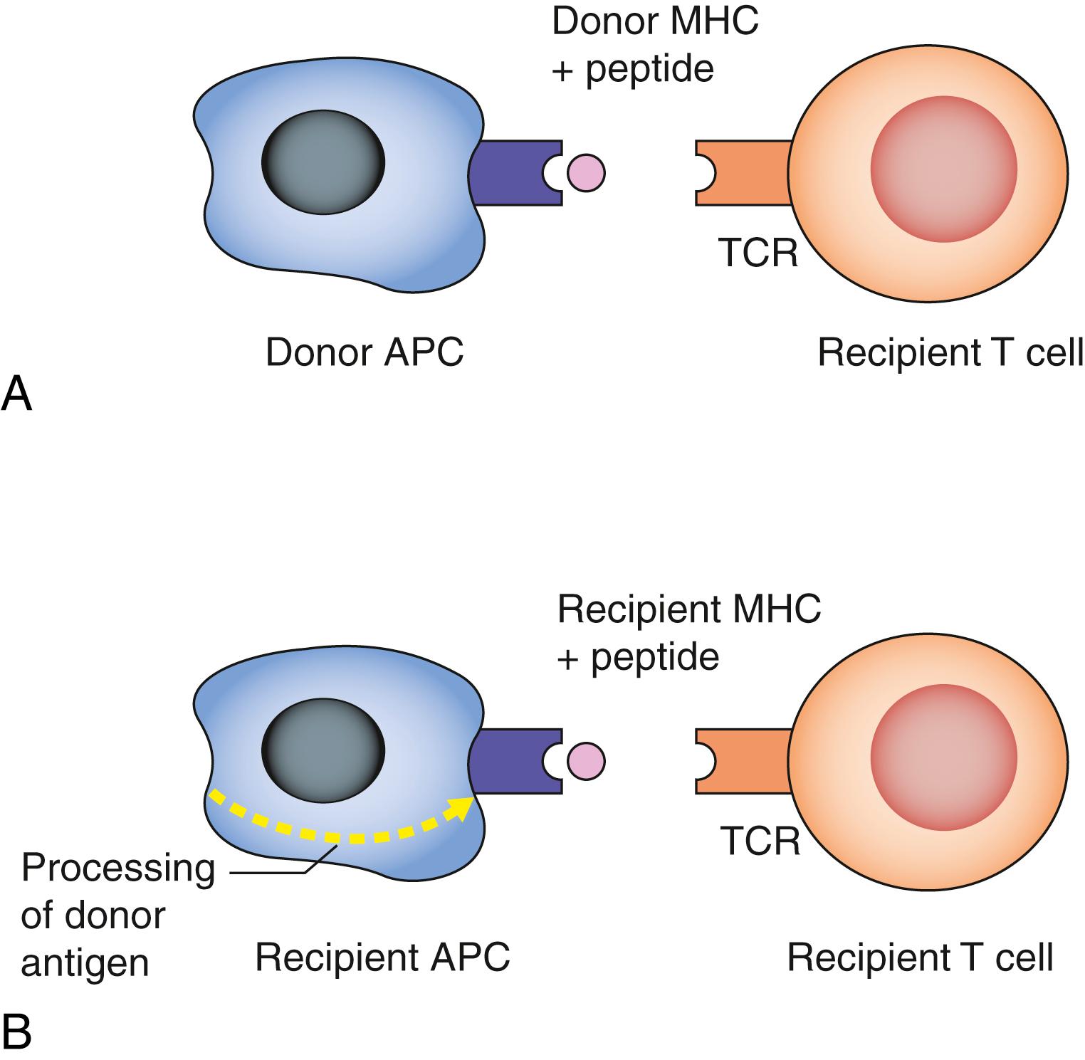 Fig. 26.1, Antigen presentation.