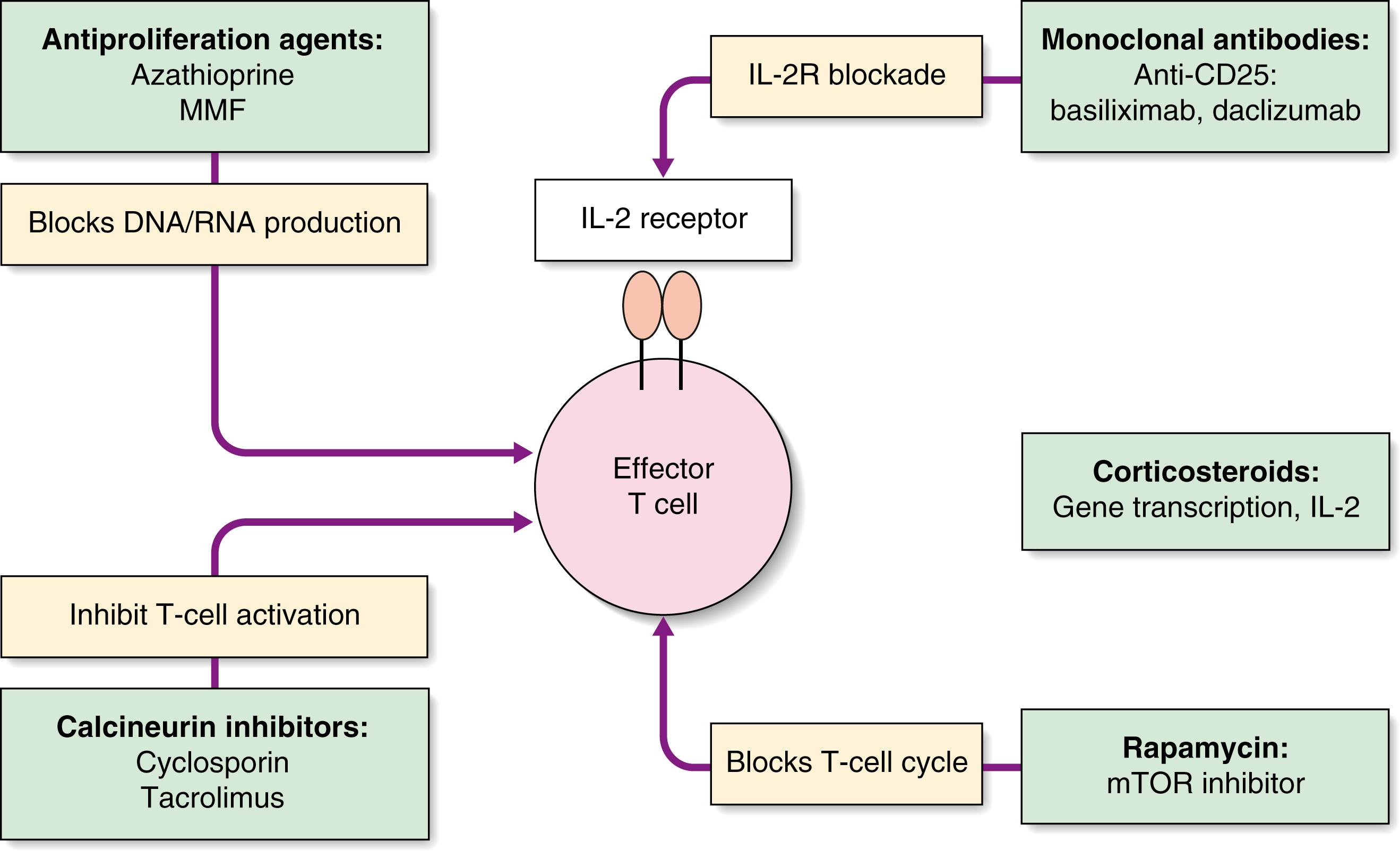 Fig. 26.2, Mechanisms of action of common immunosuppressive agents. MMF, Mycophenolate mofetil; mTOR, mammalian target of rapamycin.