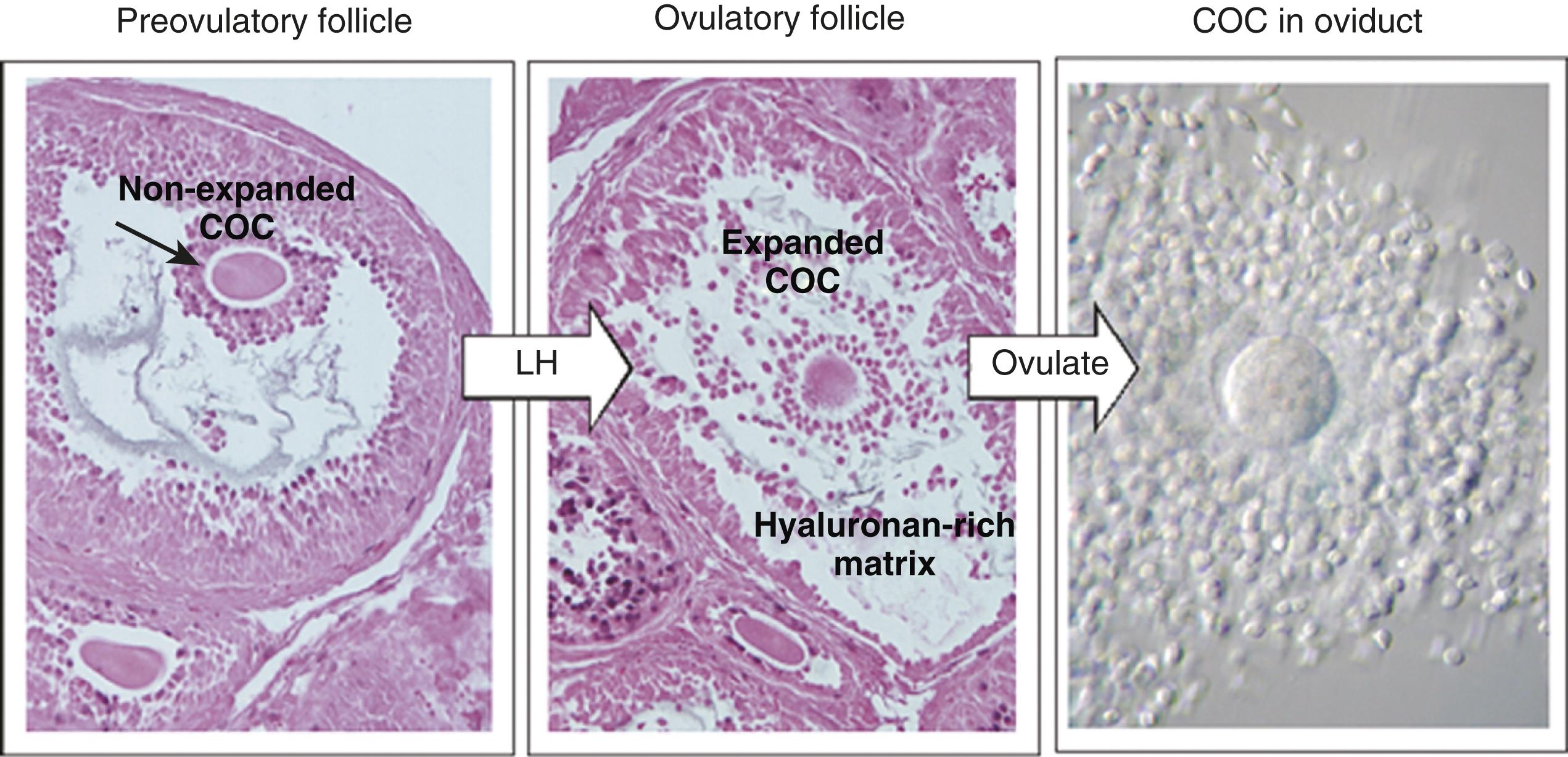 Fig. 2.2, Changes in the cumulus–oocyte complex (COC) of rabbits during follicular maturation and ovulation.