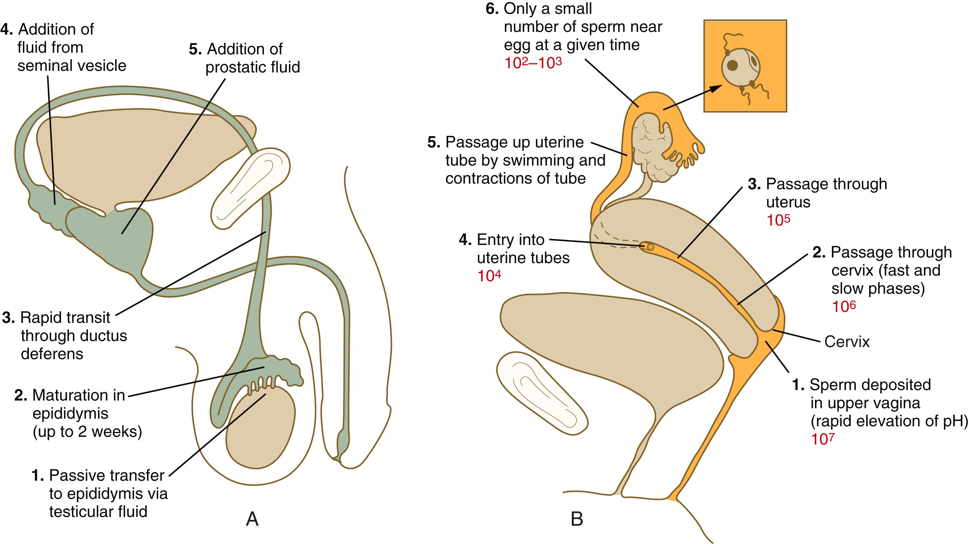 Fig. 2.4, Sperm transport in (A) the male and (B) the female reproductive tract.