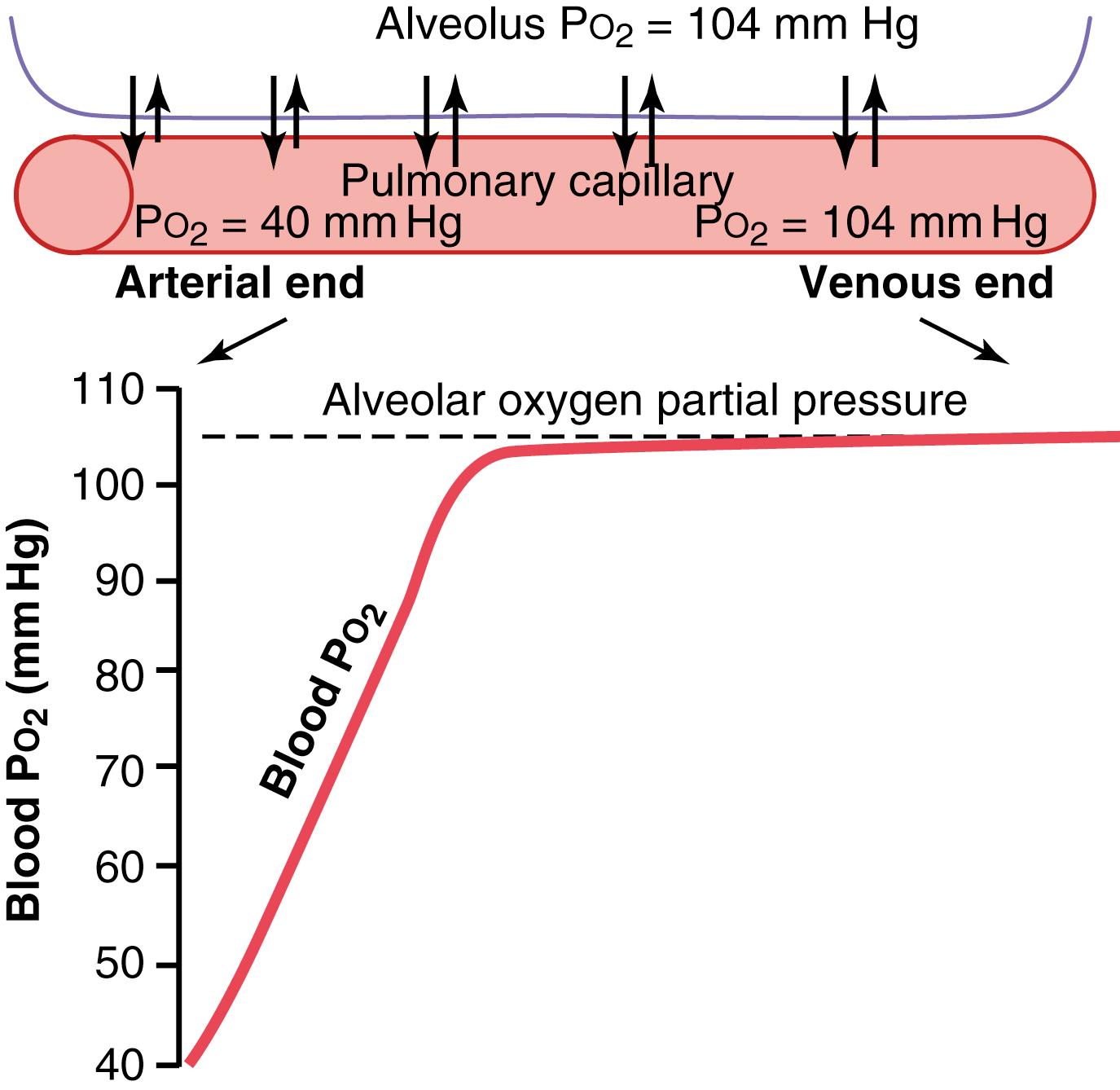 Figure 41-1, Uptake of oxygen by the pulmonary capillary blood.