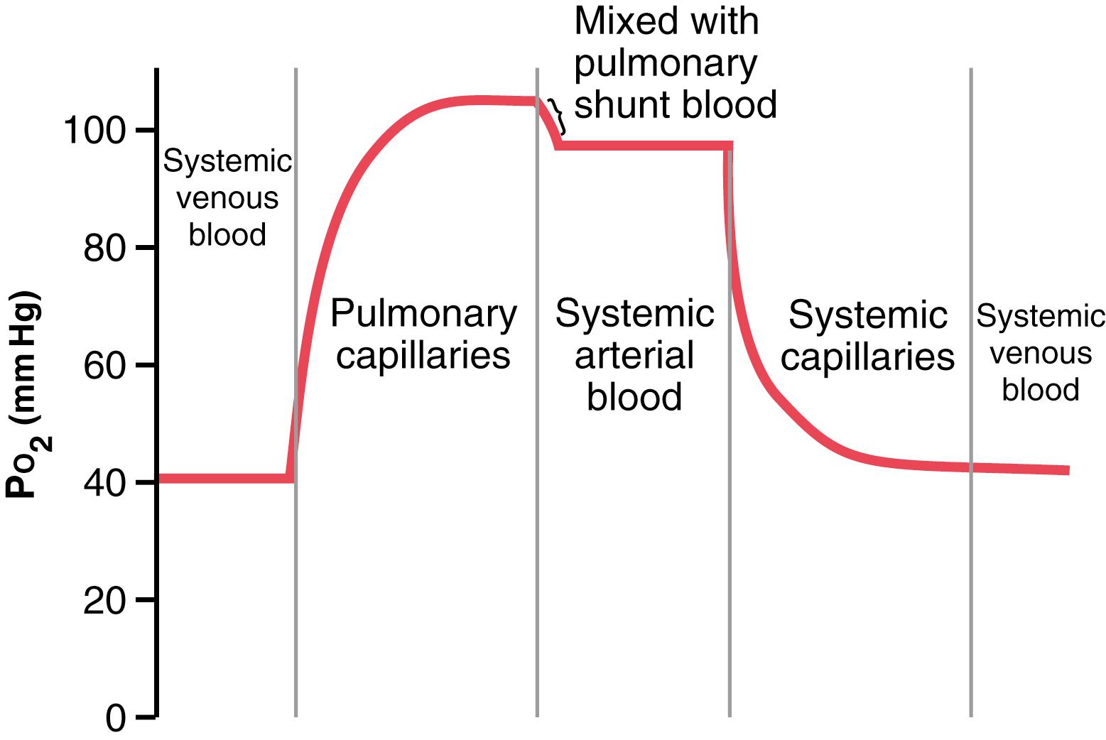 Figure 41-2, Changes in P o 2 in the pulmonary capillary blood, systemic arterial blood, and systemic capillary blood demonstrating the effect of venous admixture.