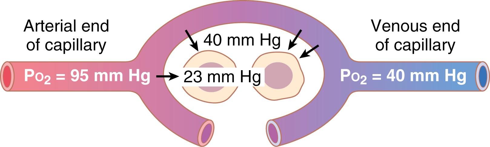 Figure 41.3, Diffusion of oxygen from a peripheral tissue capillary to the cells. (P o 2 in interstitial fluid = 40 mm Hg; in tissue cells, Pc o 2 = 23 mm Hg.)