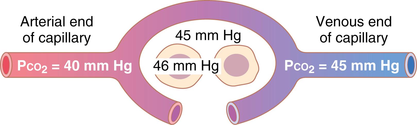Figure 41-5, Uptake of carbon dioxide by the blood in the tissue capillaries. (P co 2 in tissue cells = 46 mm Hg; in interstitial fluid, P co 2 = 45 mm Hg.)