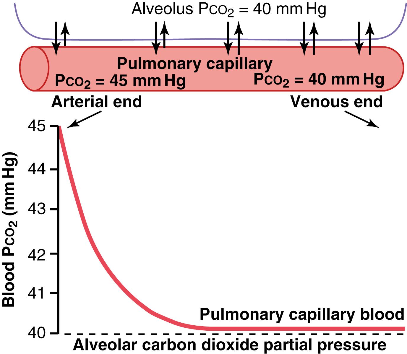 Figure 41-6, Diffusion of carbon dioxide from the pulmonary blood into the alveolus.