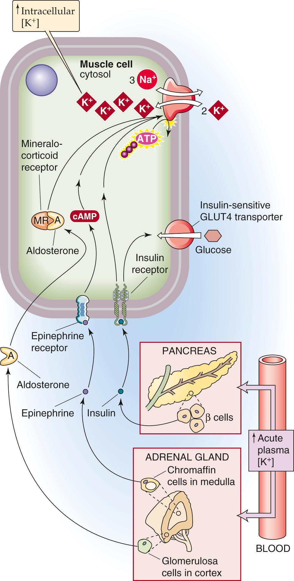 Figure 37-3, K + uptake into cells in response to high plasma [K + ].