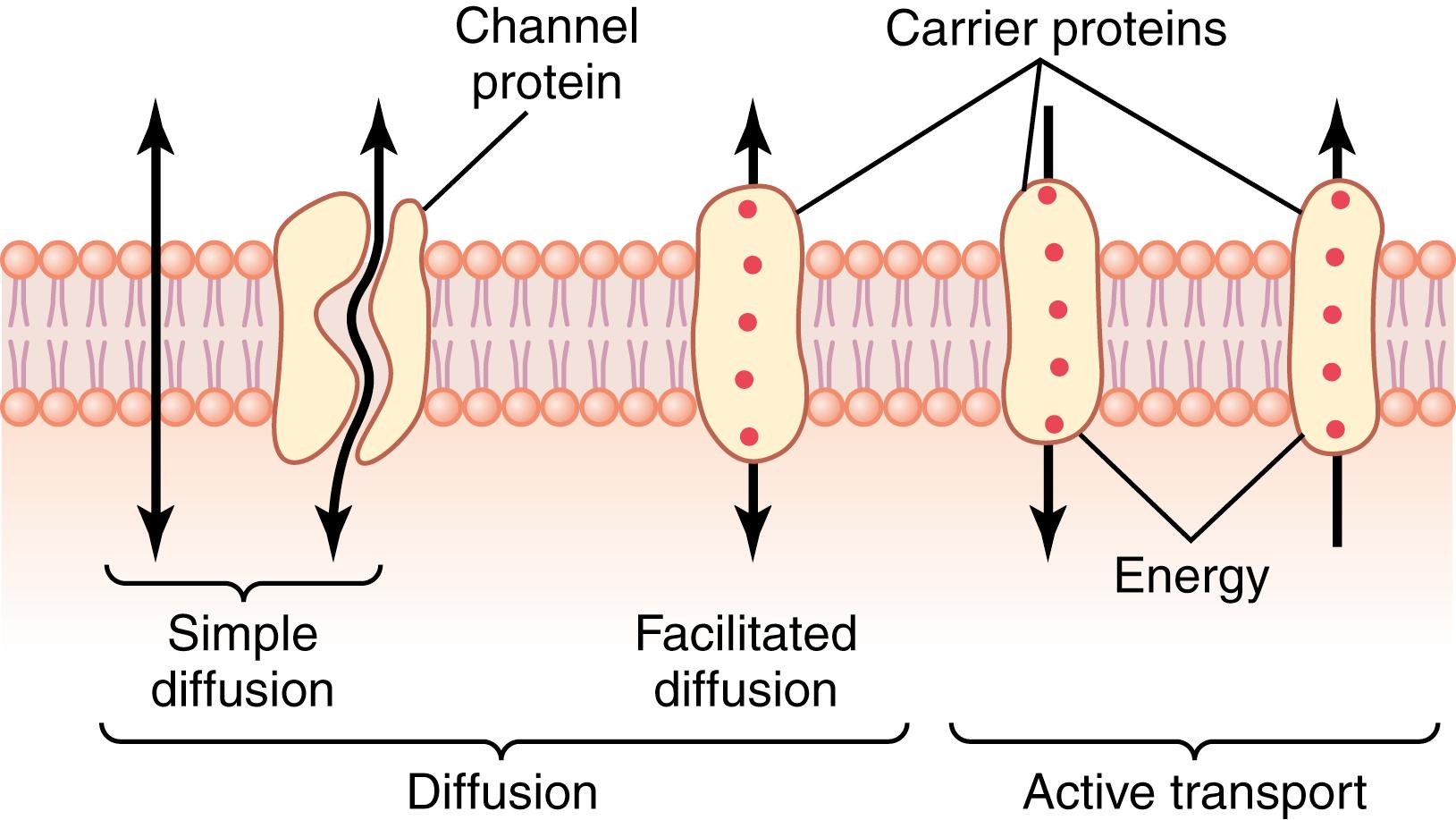 Figure 4-2., Transport pathways through the cell membrane and the basic mechanisms of transport.