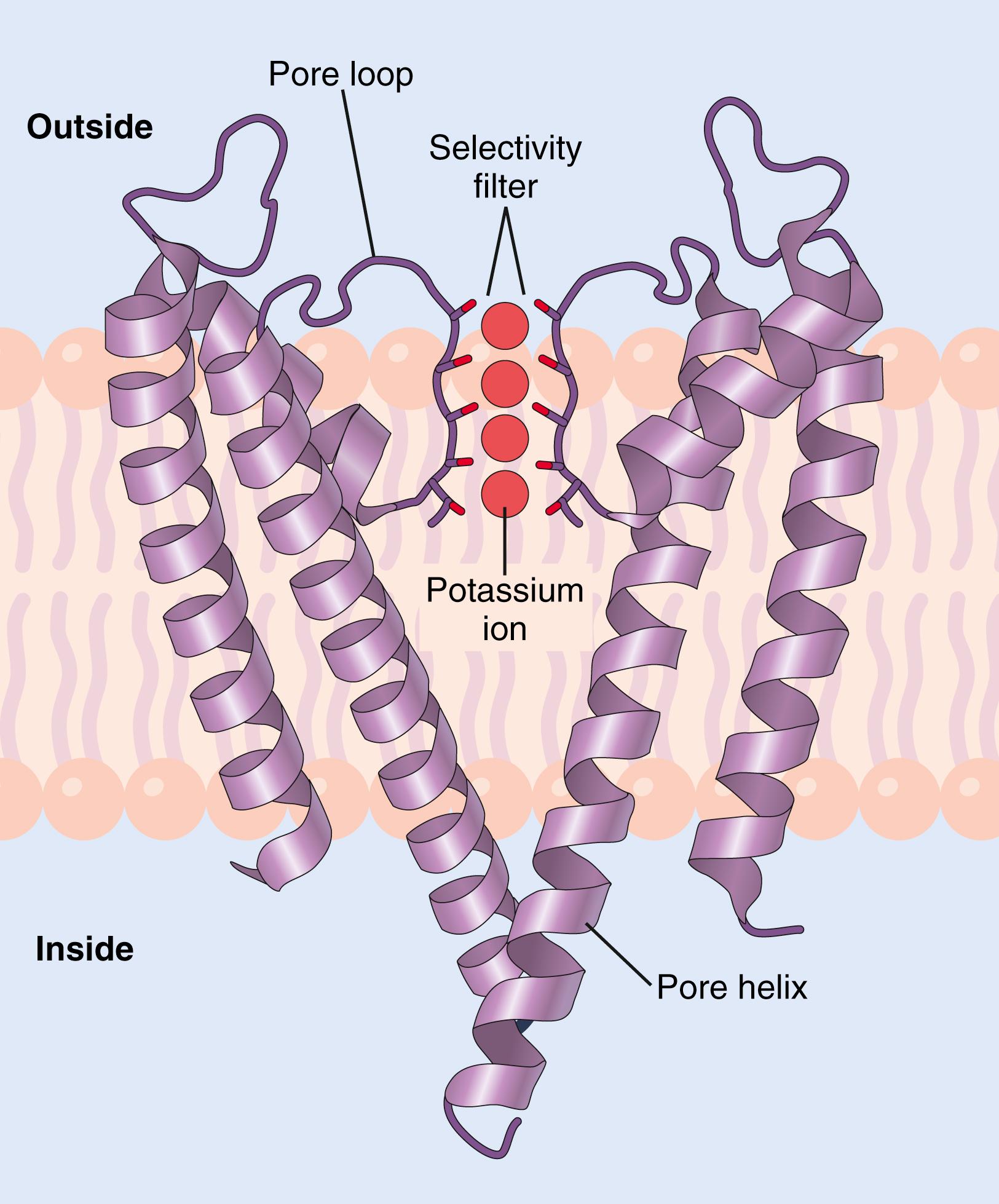 Figure 4-4., The structure of a potassium channel. The channel is composed of four subunits (only two of which are shown), each with two transmembrane helices. A narrow selectivity filter is formed from the pore loops, and carbonyl oxygens line the walls of the selectivity filter, forming sites for transiently binding dehydrated potassium ions. The interaction of the potassium ions with carbonyl oxygens causes the potassium ions to shed their bound water molecules, permitting the dehydrated potassium ions to pass through the pore.