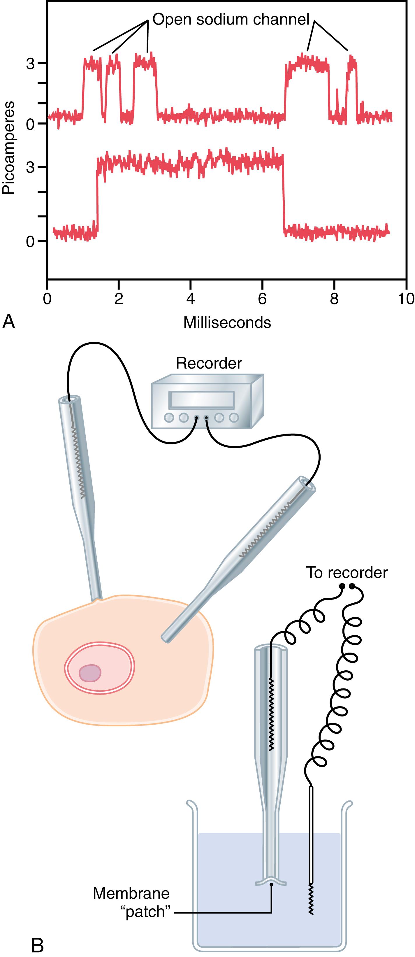 Figure 4-6, A , Recording of current flow through a single voltage-gated sodium channel, demonstrating the all or none principle for opening and closing of the channel. B , Patch clamp method for recording current flow through a single protein channel. To the left, the recording is performed from a “patch” of a living cell membrane. To the right, the recording is from a membrane patch that has been torn away from the cell.