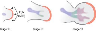 FIG. 5.4.2, The apical epidermal ridge (AER) is a signaling center covering the distal aspect of the developing limb. Through fibroblast growth factors, the AER orchestrates differentiation of the underlying mesenchymal development along the proximal-to-distal axis.