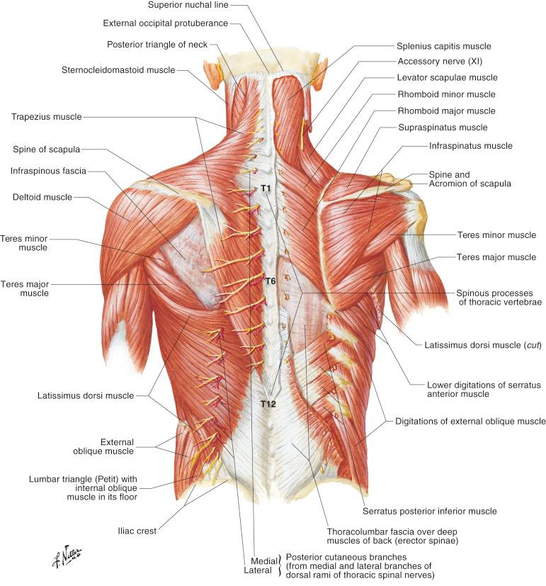 Figure 39.4, Section in a sagittal plane medial to the scapula margin.