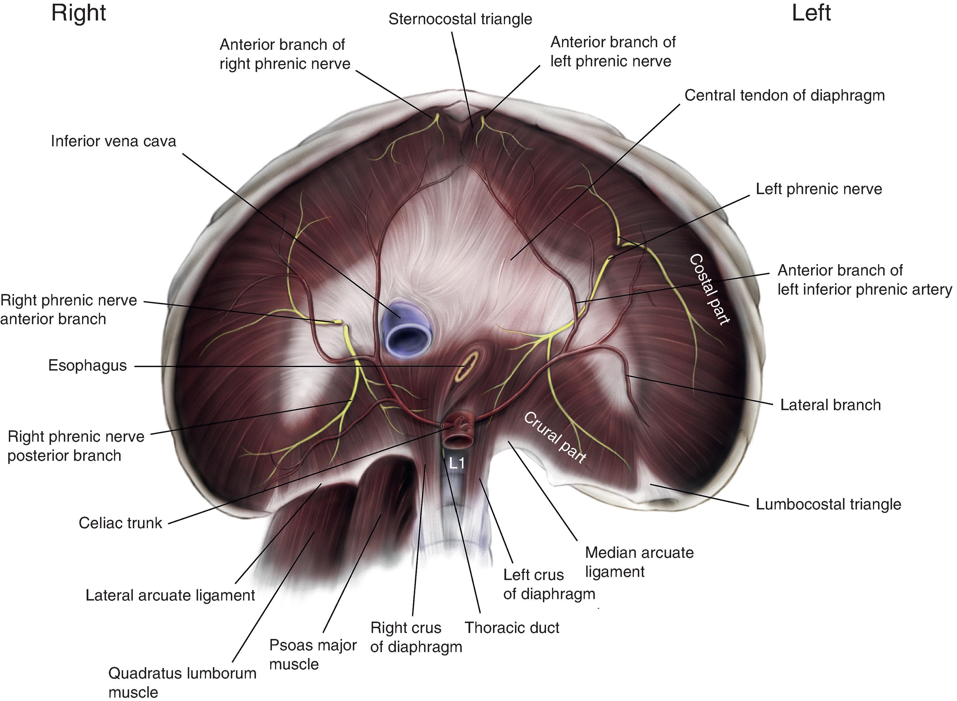 FIG. 1, Anatomy of the diaphragm (abdominal view).