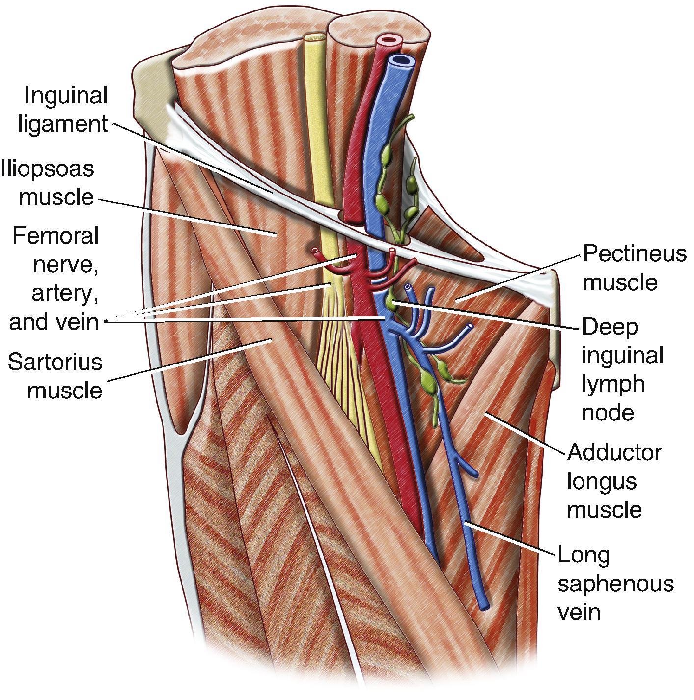 FIG. 3, Common femoral artery (CFA) anatomy in the groin.