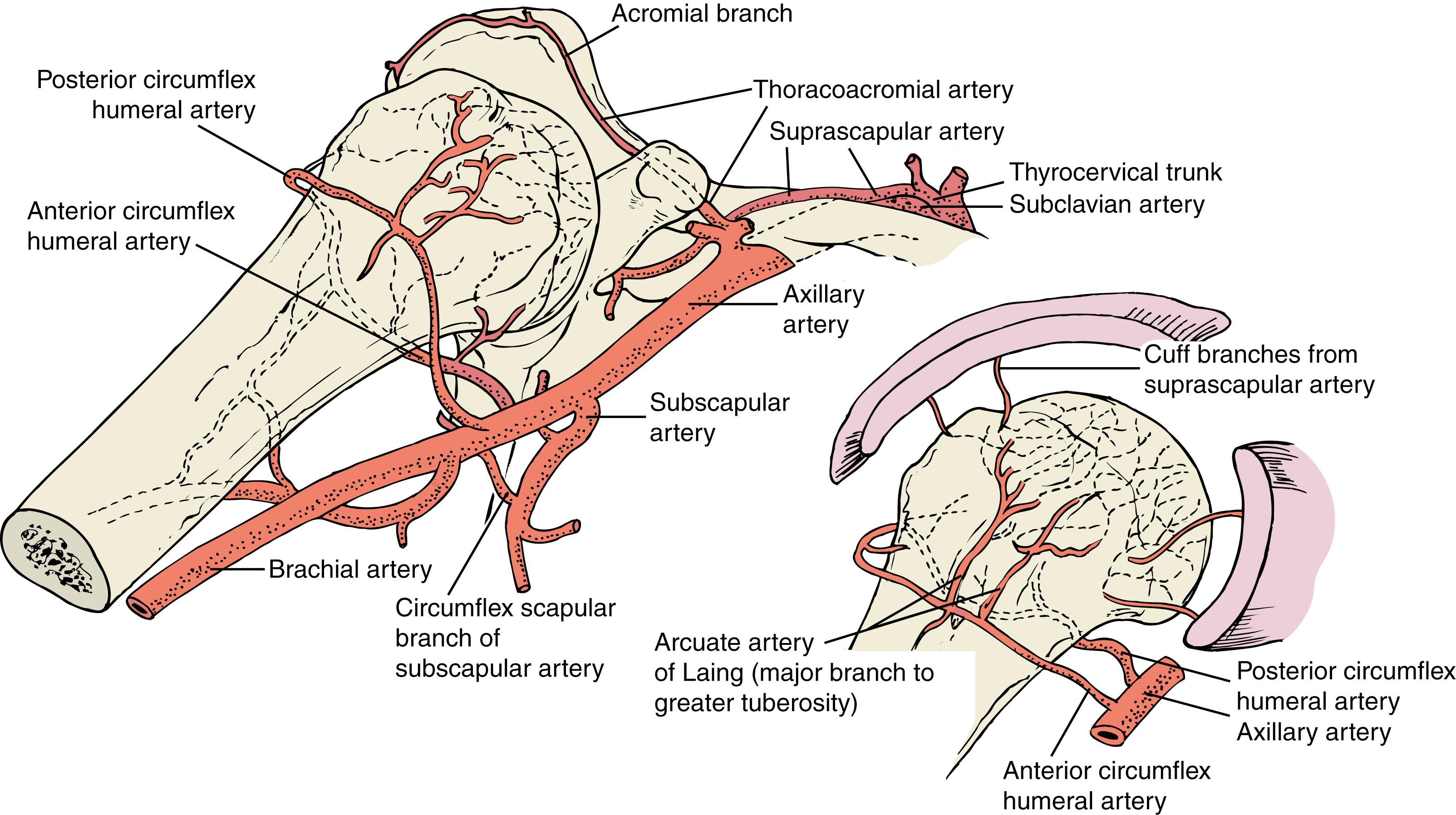 Fig. 25.1, Vascular supply to the shoulder region.