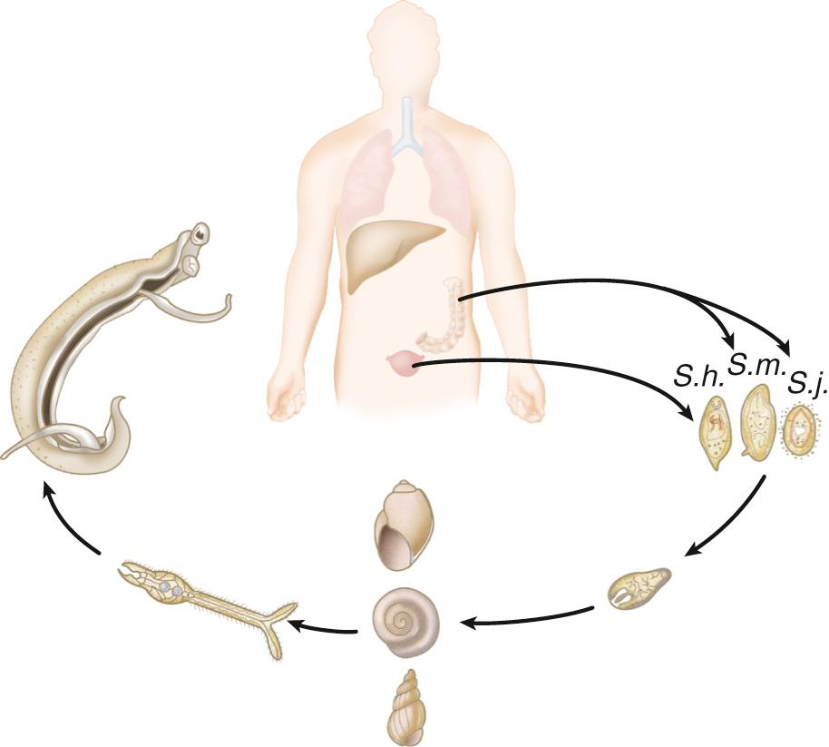 FIG. 288.1, Life cycle of schistosomes.