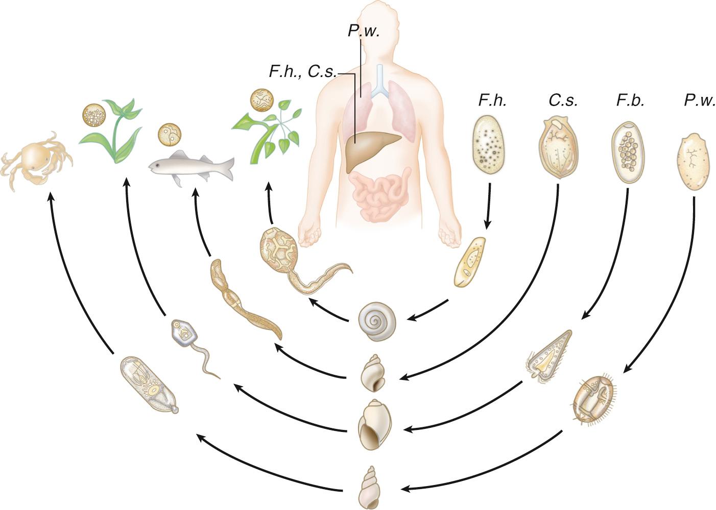 FIG. 288.2, Life cycle of important parasitic flukes.