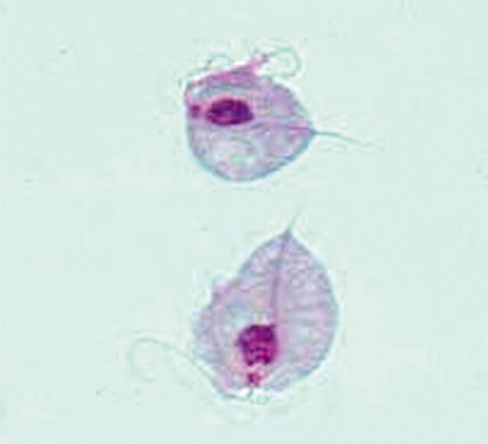 FIGURE 274.1, Two trophozoites of Trichomonas vaginalis obtained from in vitro culture (Giemsa stain).