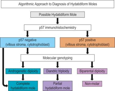 Fig. 10.1, Algorithmic approach for the diagnosis of hydatidiform moles (HMs) using p57 immunohistochemistry and molecular genotyping. Potential molar cases are first triaged with p57 staining. If p57 is negative and the morphology is appropriate, a diagnosis of complete HM or early complete HM can be rendered. If p57 is positive or abnormal in any manner, molecular genotyping is performed regardless of morphology. The subtypes of molar specimens are then distinguished from the nonmolar specimens by the specific genotyping results obtained.