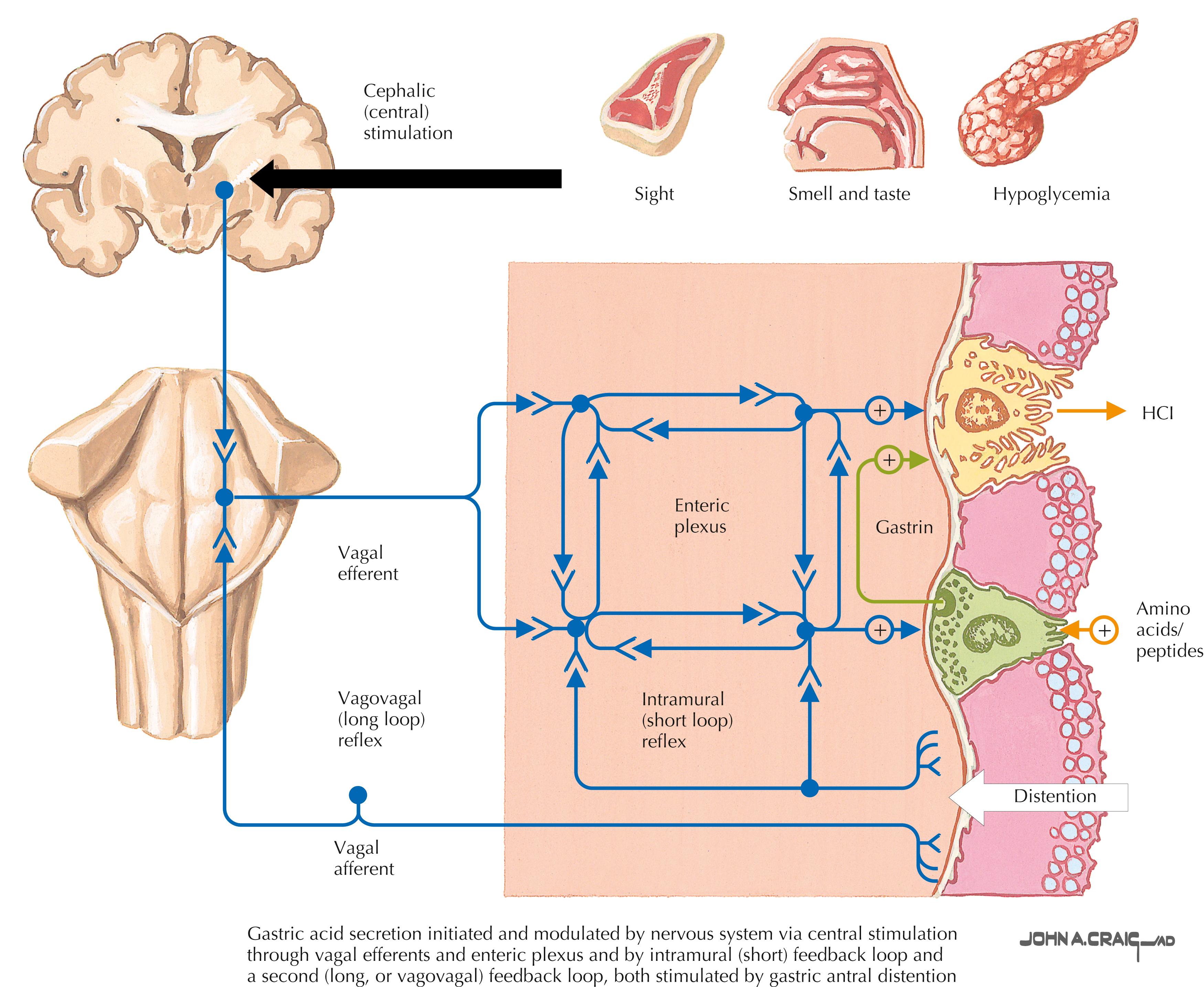 FIGURE 7.1, Vagal stimulation and acid secretion.