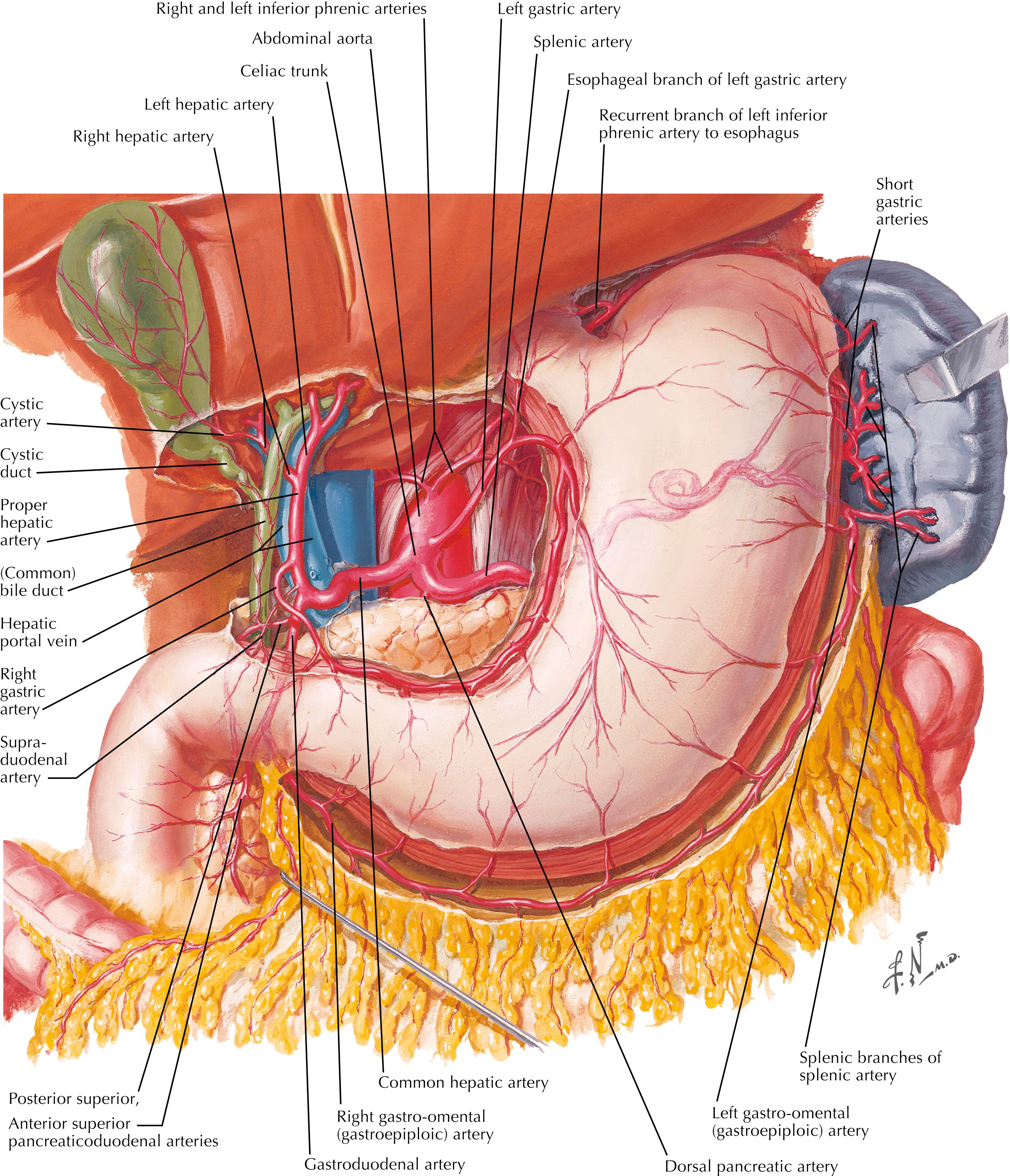 FIGURE 7.2, Stomach arterial supply.