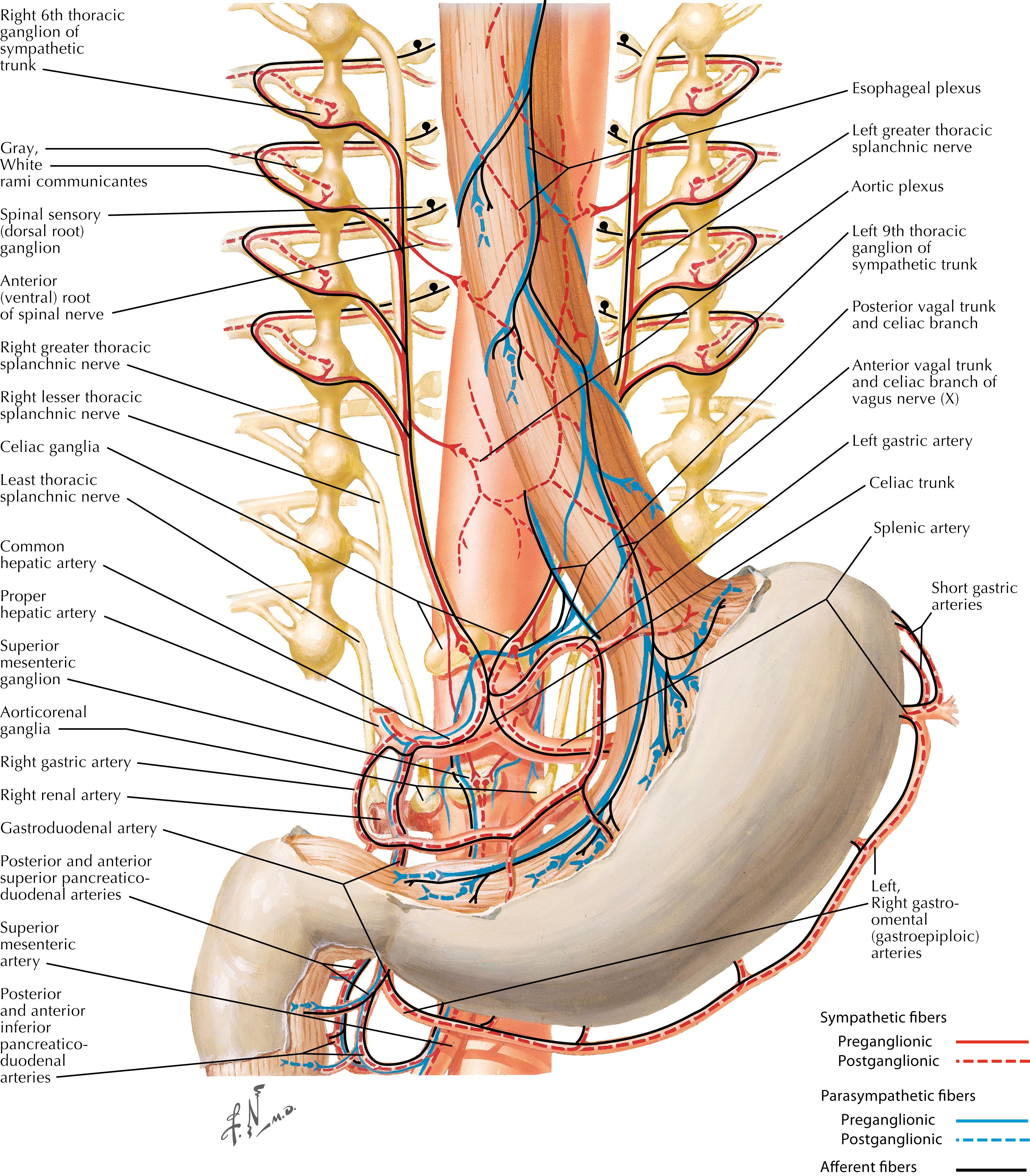 FIGURE 7.3, Stomach innervation.