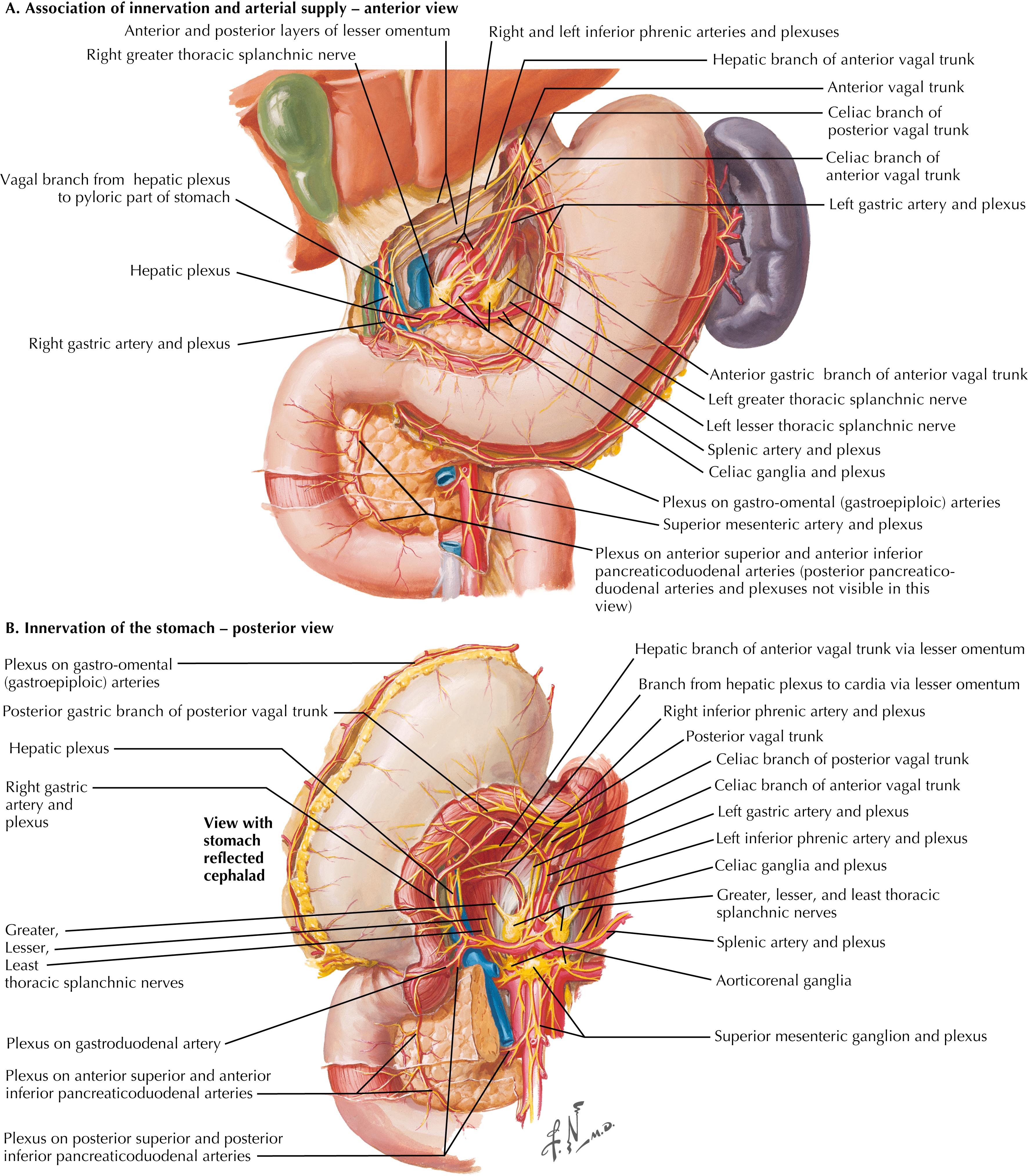 FIGURE 7.4, Stomach vasculature and innervation anterior and posterior views.