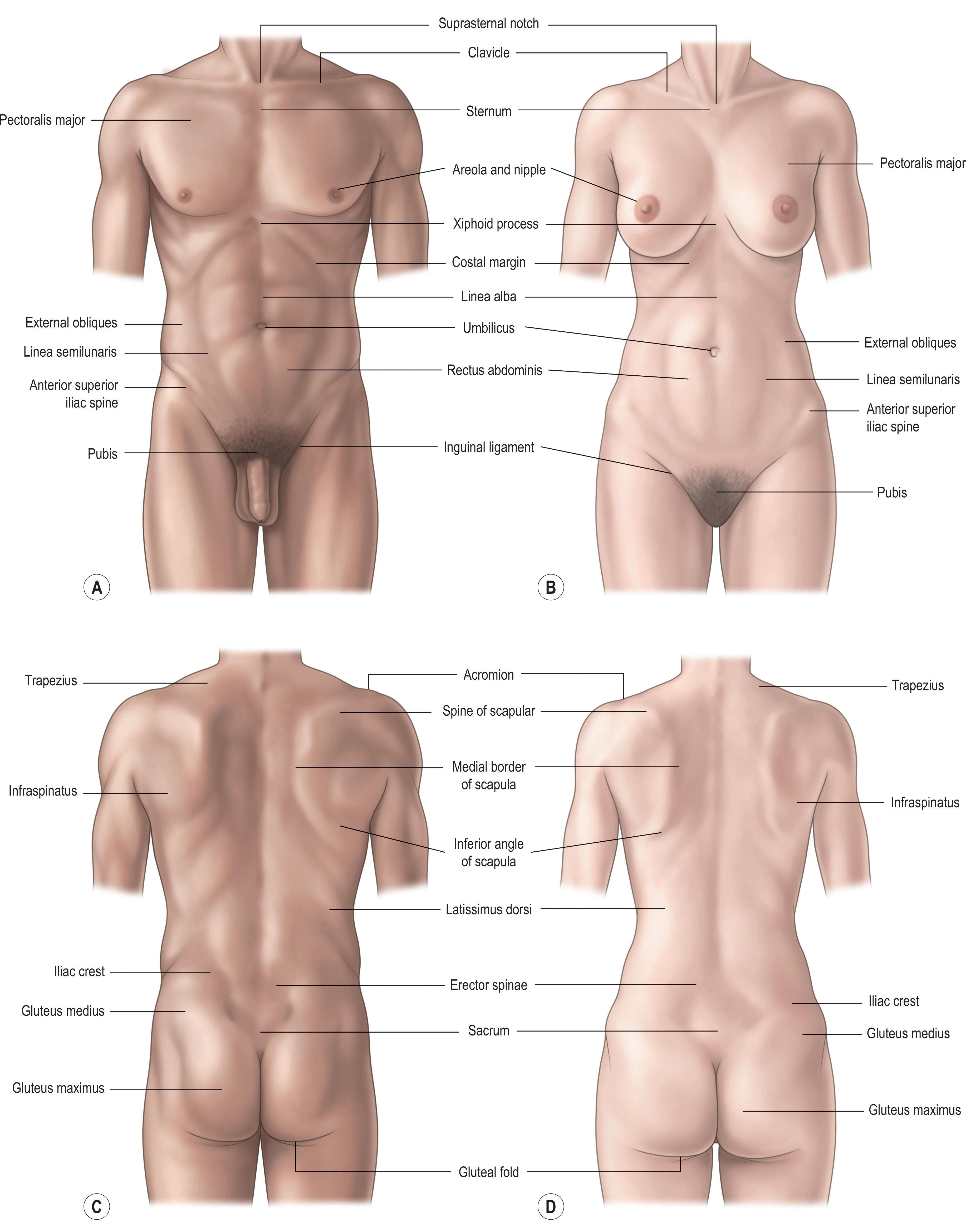 Figure 10.1, (A–D) Surface anatomy of the human trunk.