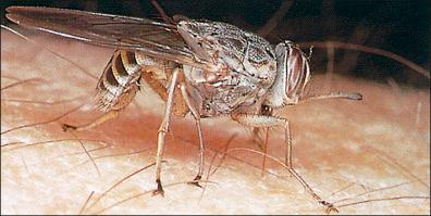Figure 4-2, Tsetse fly feeding.